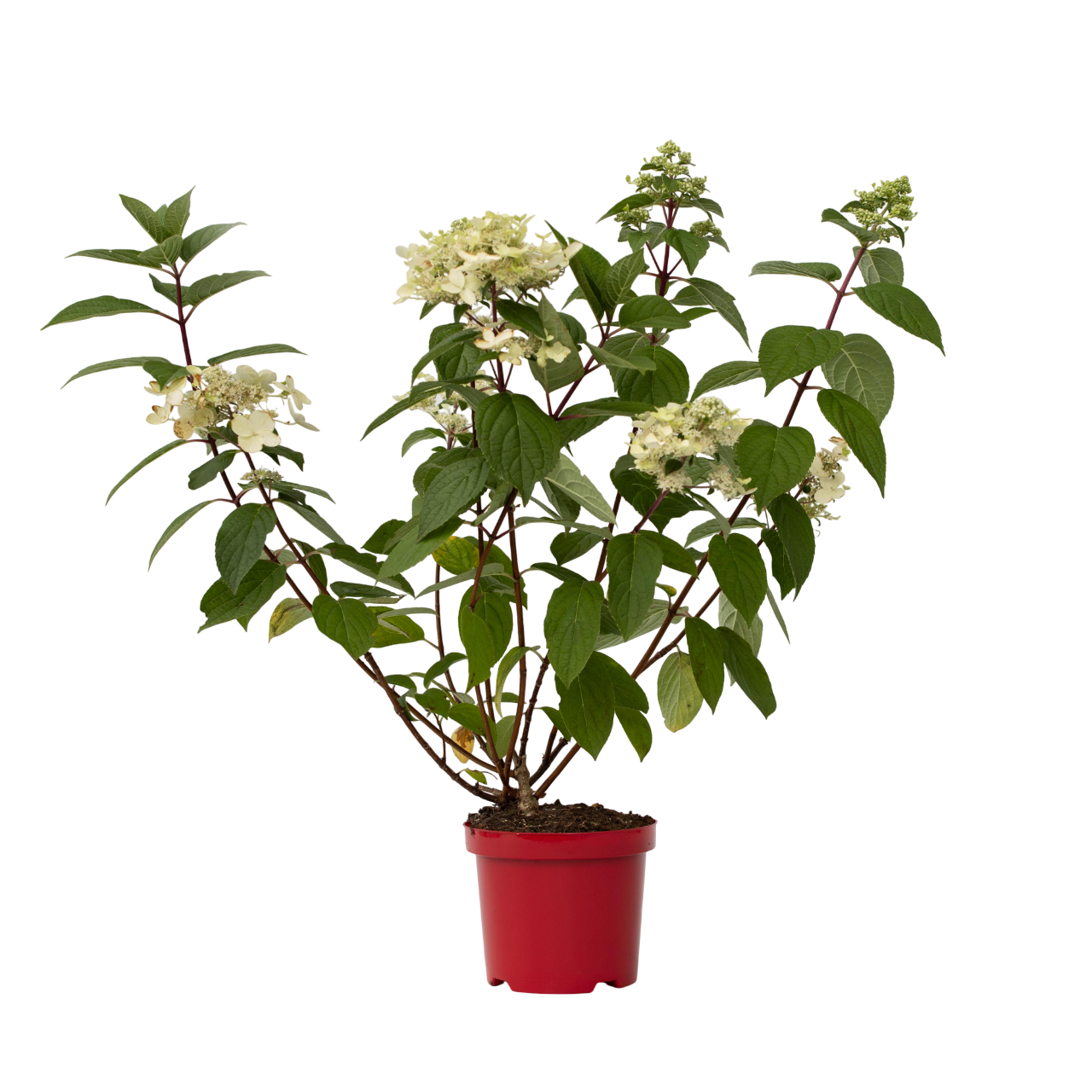 Hortensie - Hydrangea paniculata 'Wim's Red' - Înălţime 25-40cm - ⌀19cm