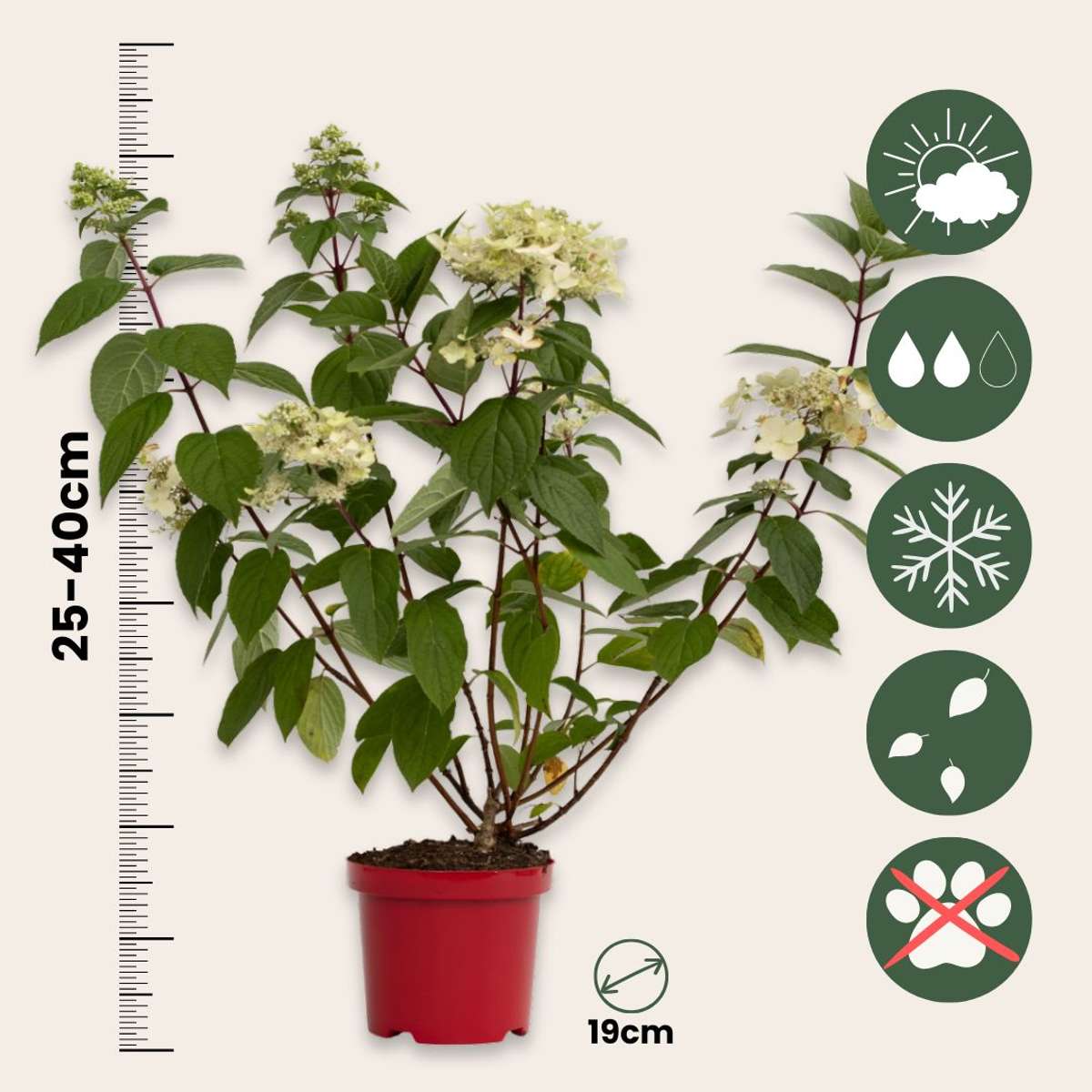 Hortensie - Hydrangea paniculata 'Wim's Red' - Înălţime 25-40cm - ⌀19cm