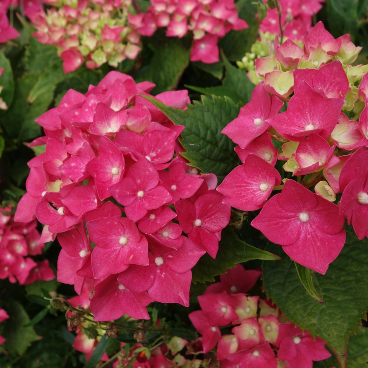 Hortensie - 2 buc - Hydrangea paniculata 'Wim's Red' - Înălţime 25-40cm - ⌀19cm