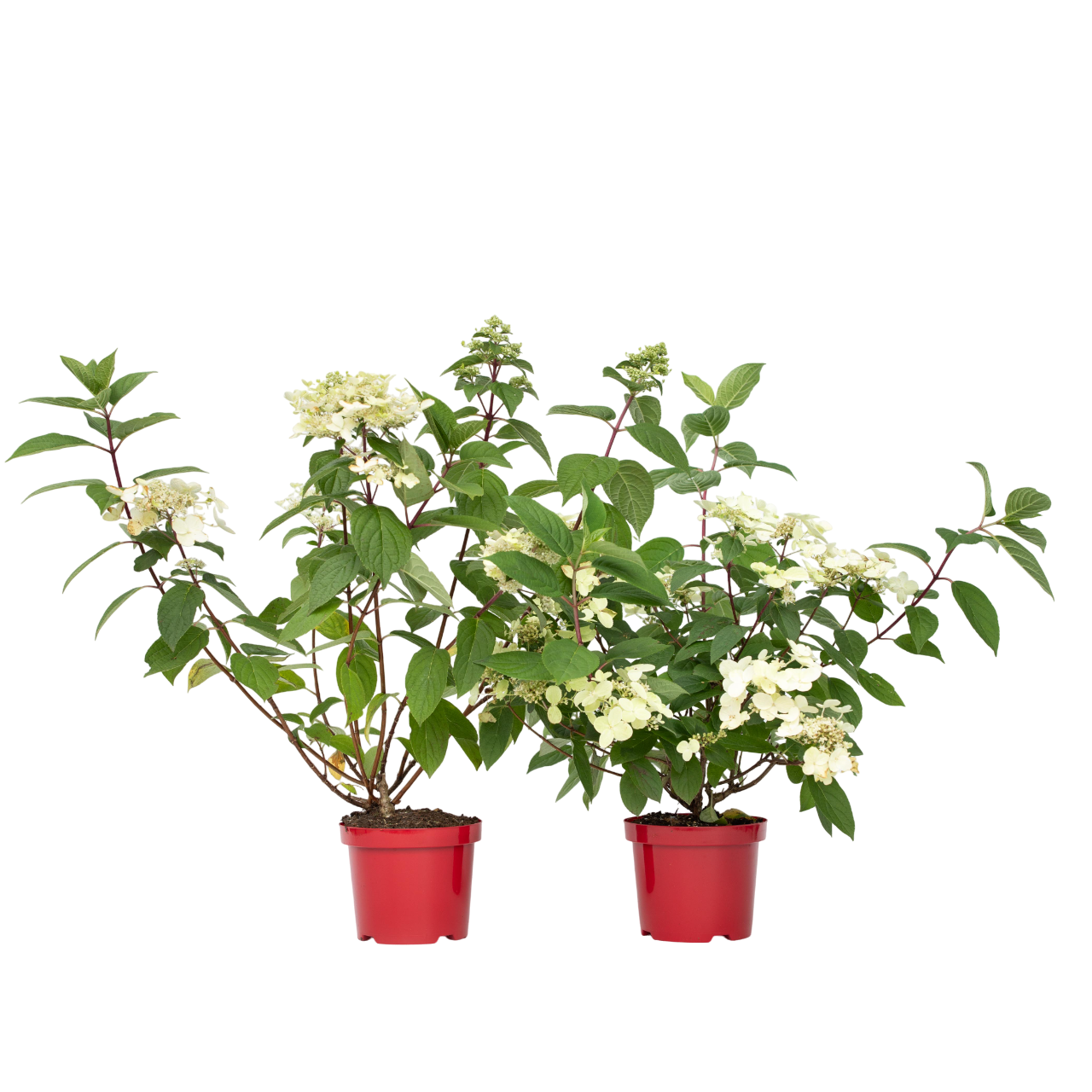 Hortensie - 2 buc - Hydrangea paniculata 'Wim's Red' - Înălţime 25-40cm - ⌀19cm