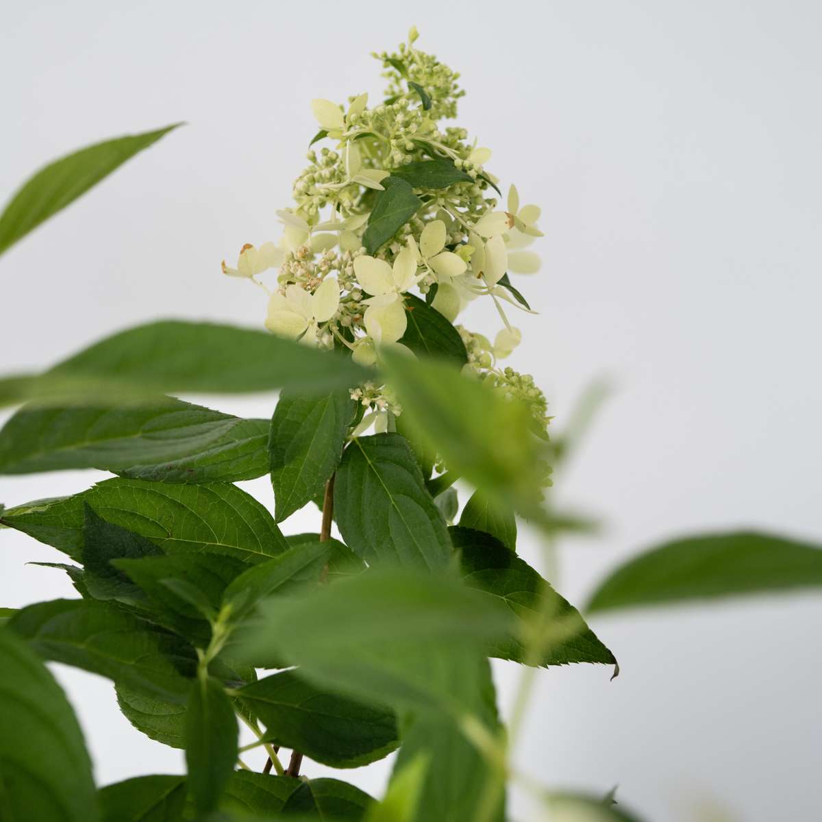 Hortensie - Hydrangea paniculata 'Confetti' - Înălţime 25-40cm - ⌀19cm