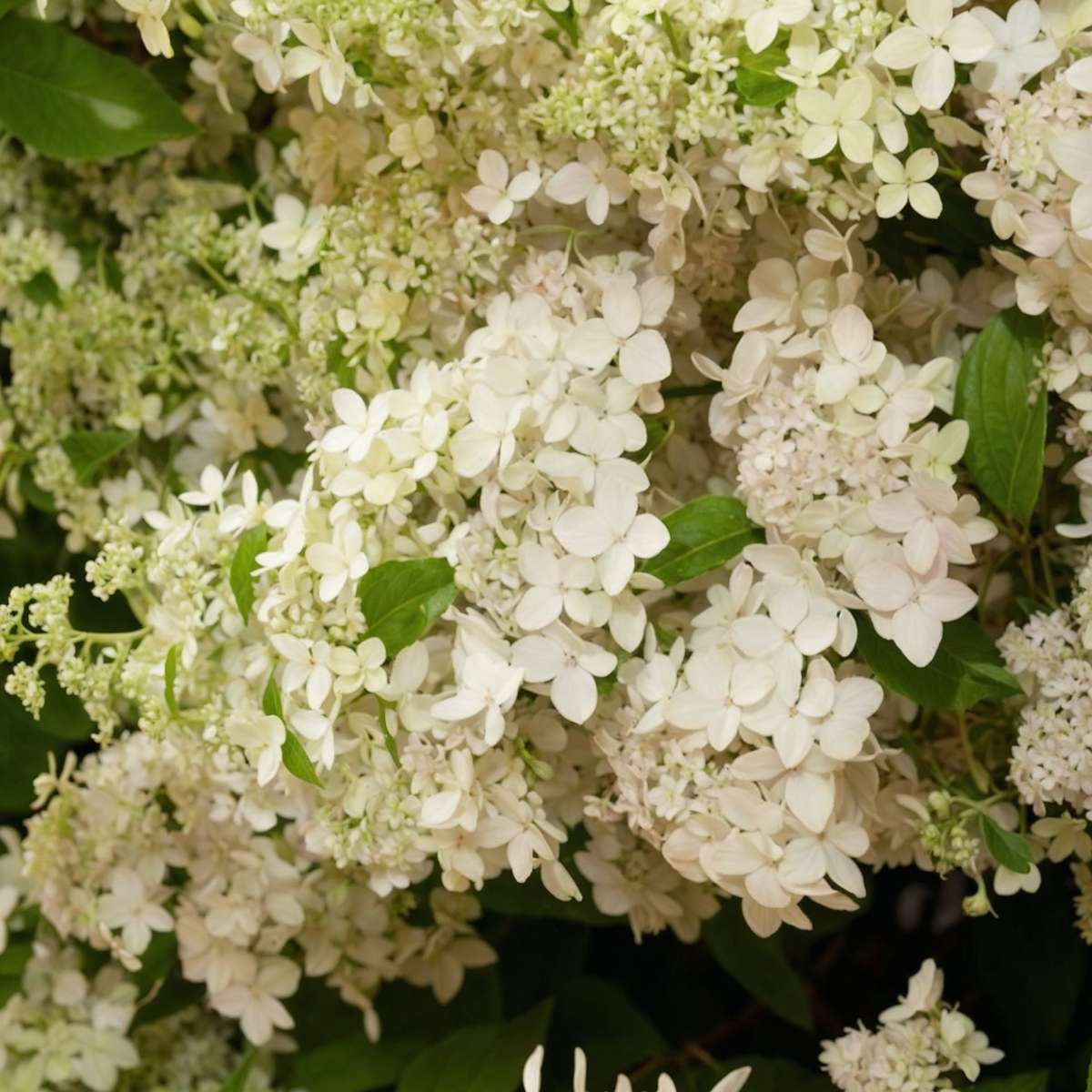 Hortensie - Hydrangea paniculata 'Confetti' - Înălţime 25-40cm - ⌀19cm