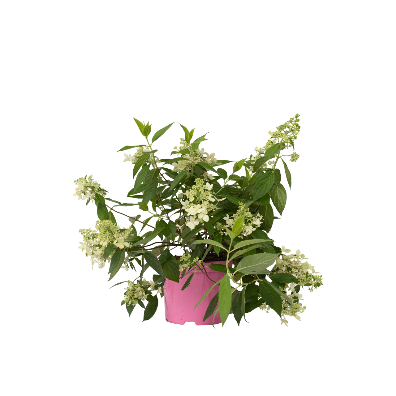 Hortensie - Hydrangea paniculata 'Confetti' - Înălţime 25-40cm - ⌀19cm