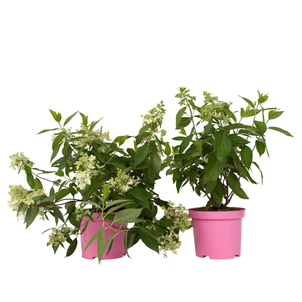 Hortensie - 2 buc - Hydrangea paniculata 'Confetti' - Înălţime 25-40cm - ⌀19cm