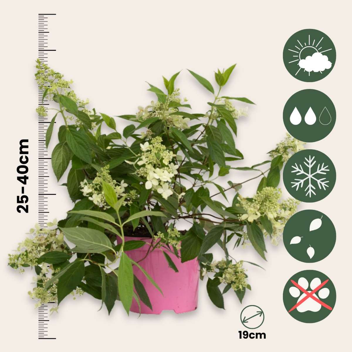 Hortensie - 2 buc - Hydrangea paniculata 'Confetti' - Înălţime 25-40cm - ⌀19cm