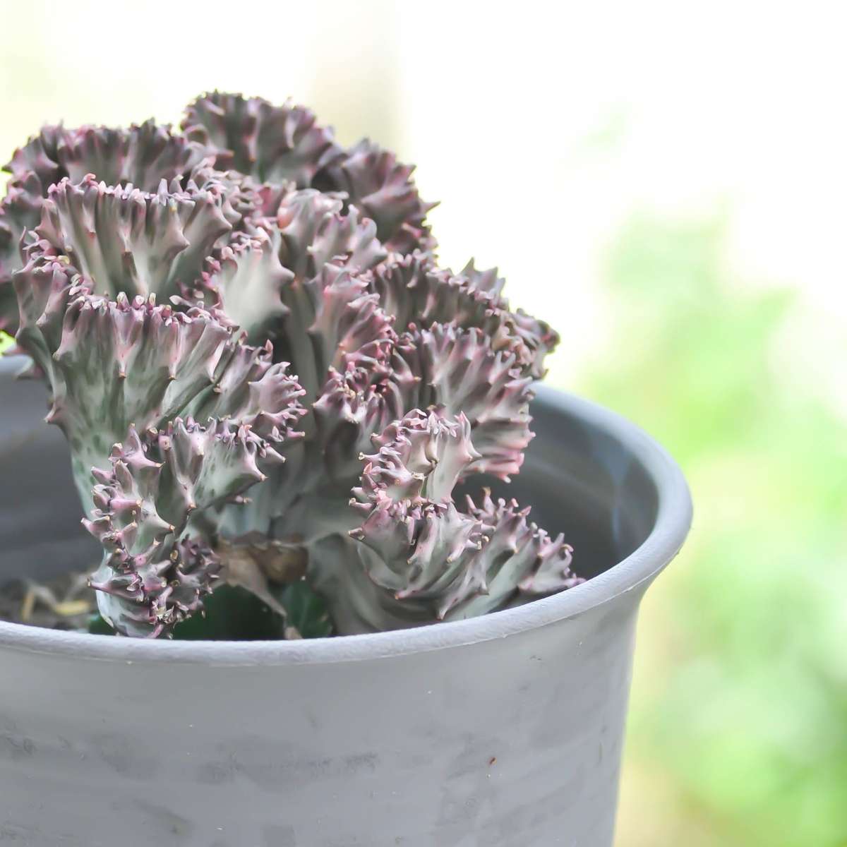 Cactus Coral - 2 buc - Euphorbia 'Lactea' - Înălţime 25-30cm - ⌀12cm