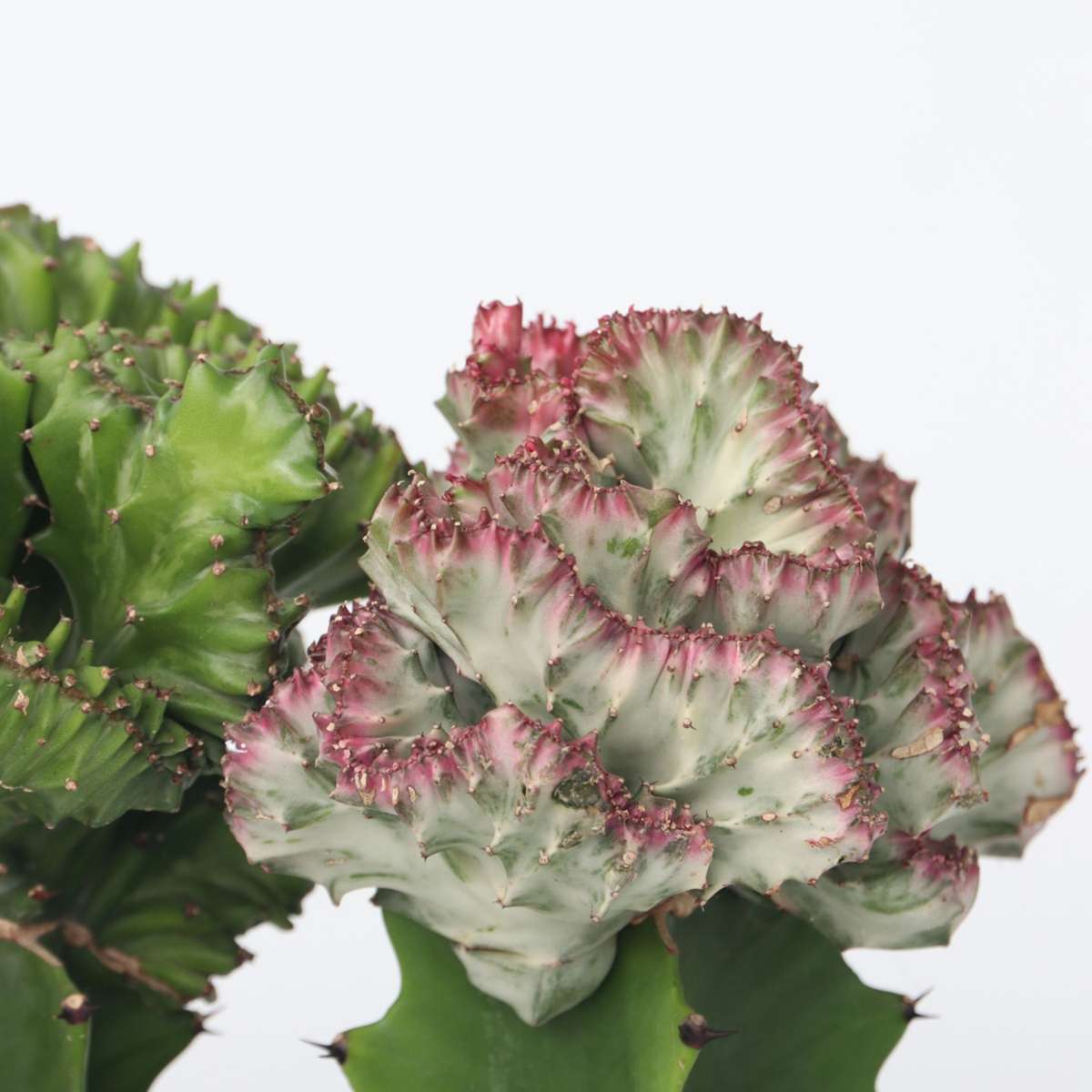 Cactus Coral - 2 buc - Euphorbia 'Lactea' - Înălţime 25-30cm - ⌀12cm