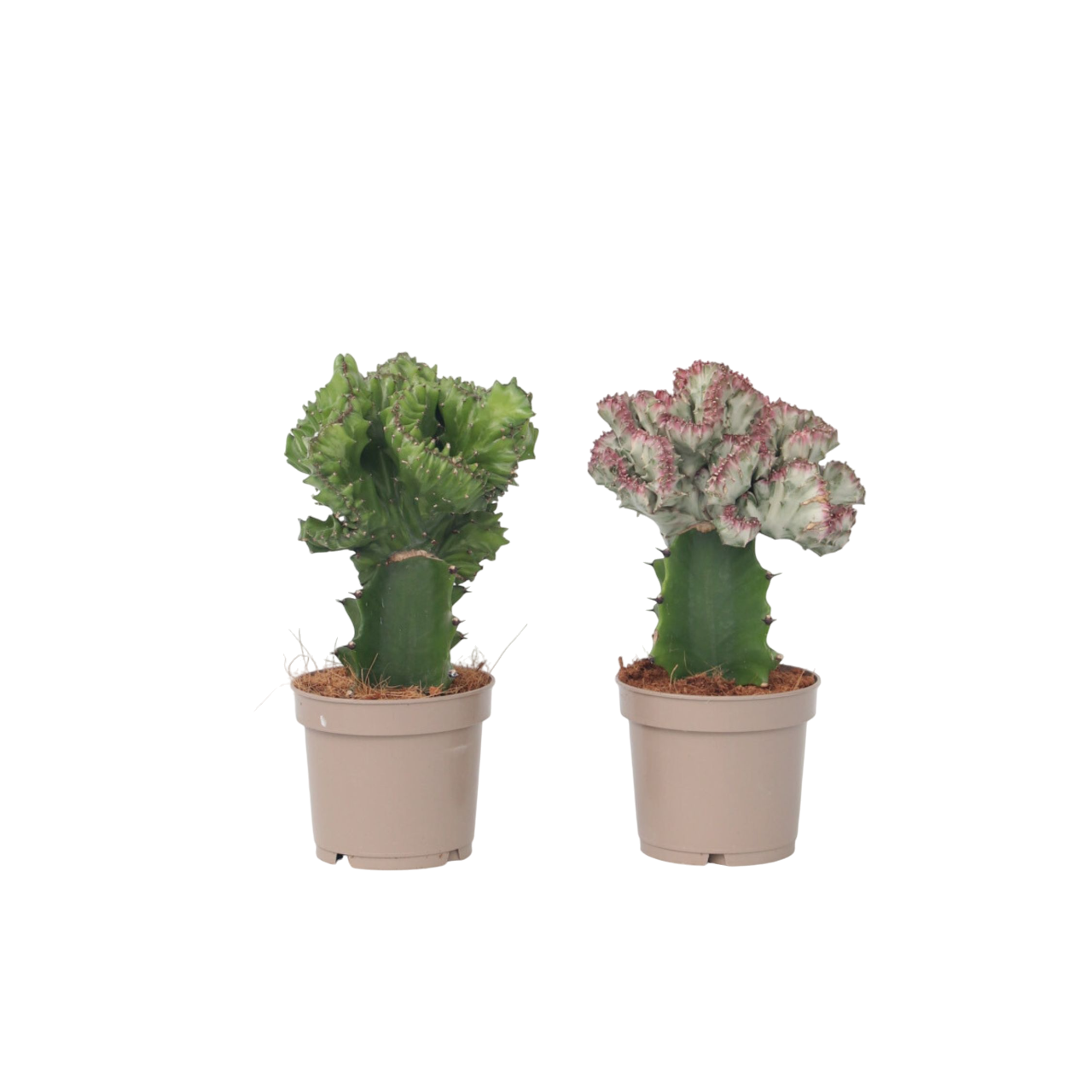 Cactus Coral - 2 buc - Euphorbia 'Lactea' - Înălţime 25-30cm - ⌀12cm