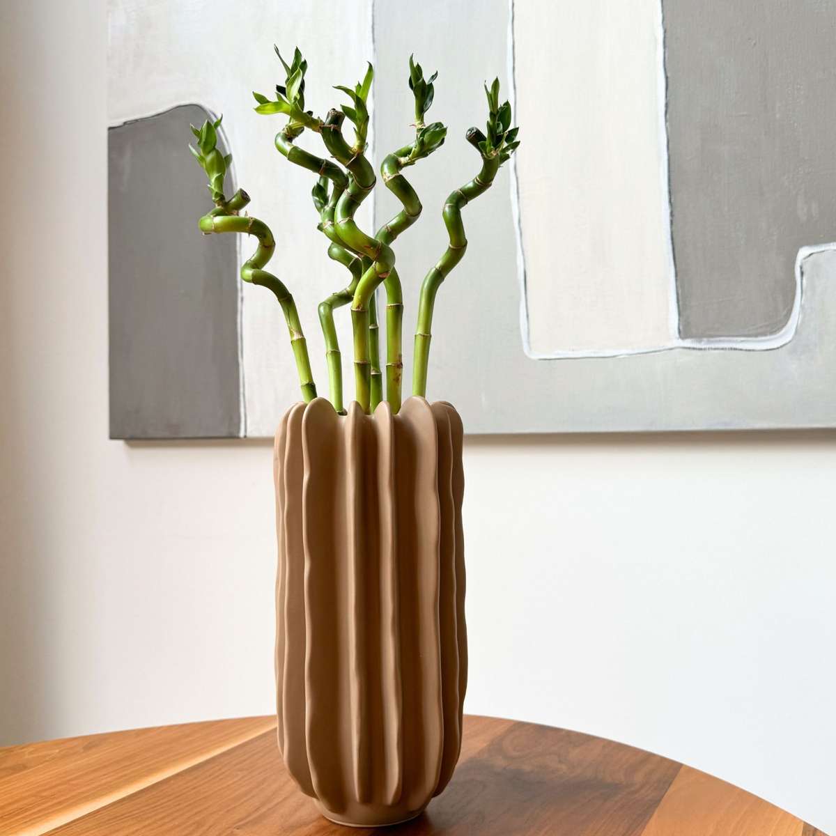 Dracena - 6 buc - Dracaena sanderiana - Înălţime 40-50cm - ⌀2cm