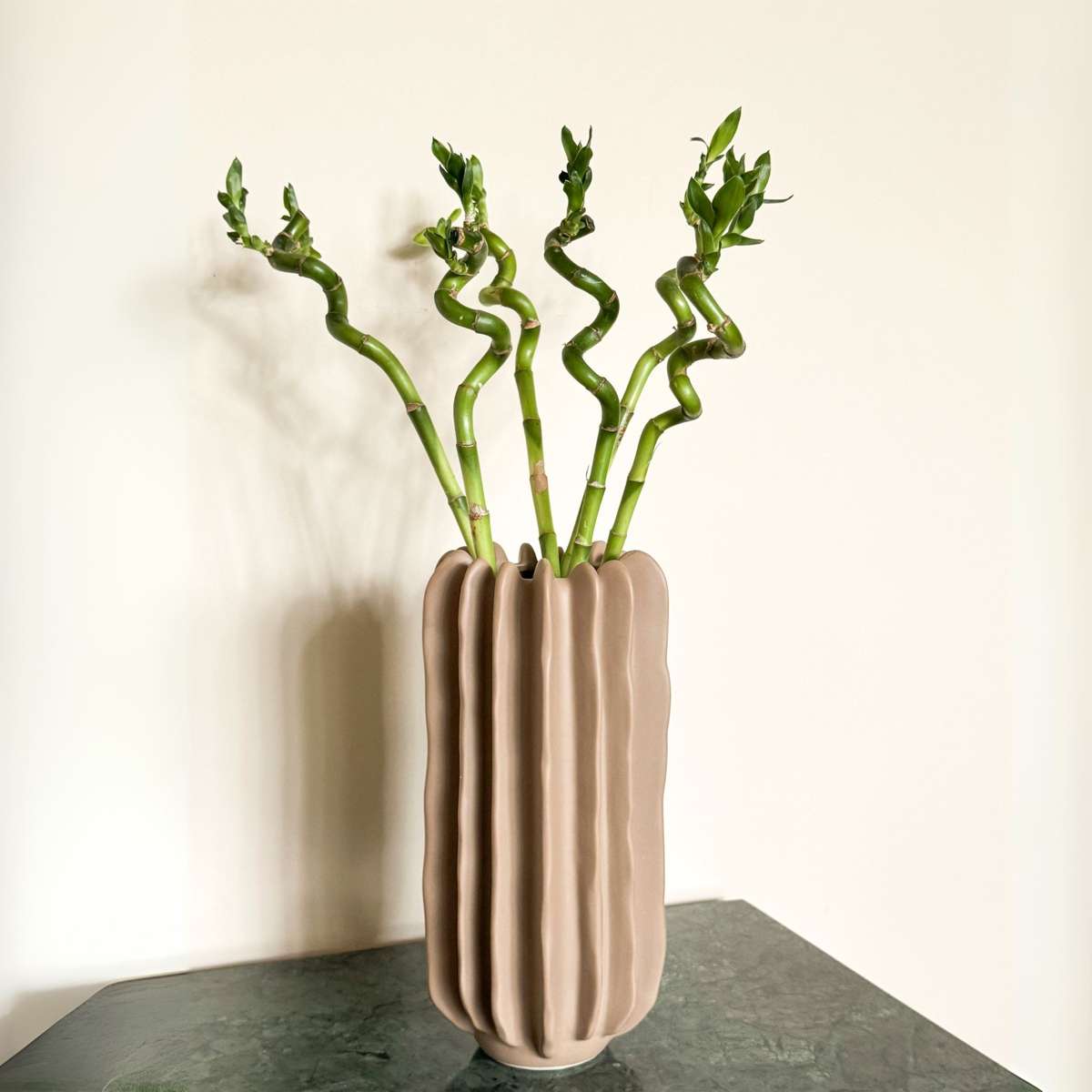 Dracena - 6 buc - Dracaena sanderiana - Înălţime 40-50cm - ⌀2cm