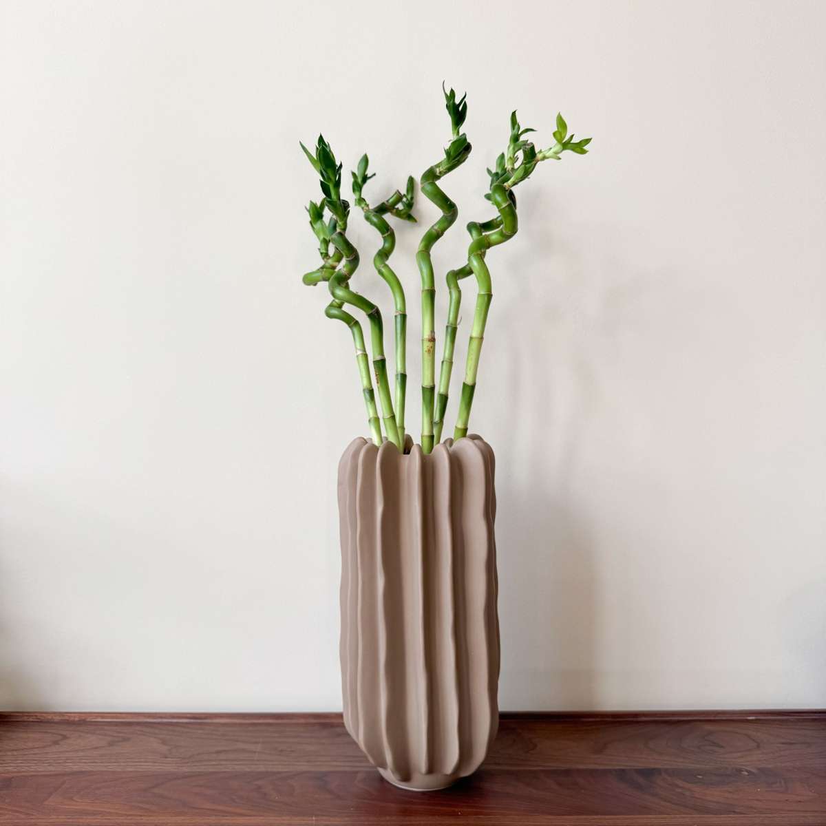 Dracena - 6 buc - Dracaena sanderiana - Înălţime 40-50cm - ⌀2cm
