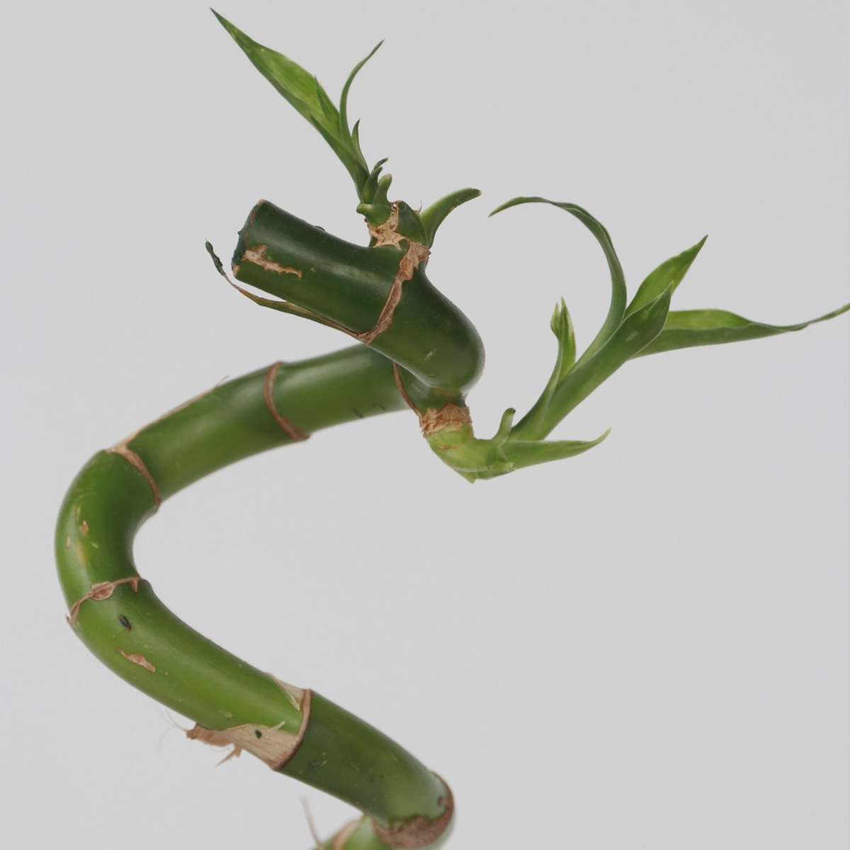 Dracena - 6 buc - Dracaena sanderiana - Înălţime 40-50cm - ⌀2cm