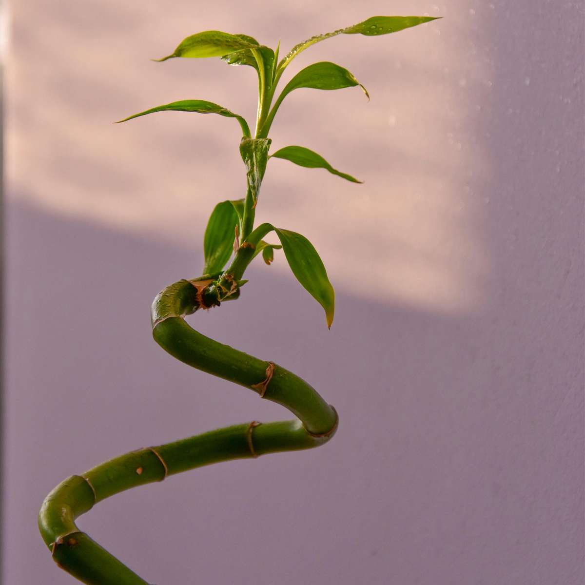 Dracena - 6 buc - Dracaena sanderiana - Înălţime 40-50cm - ⌀2cm