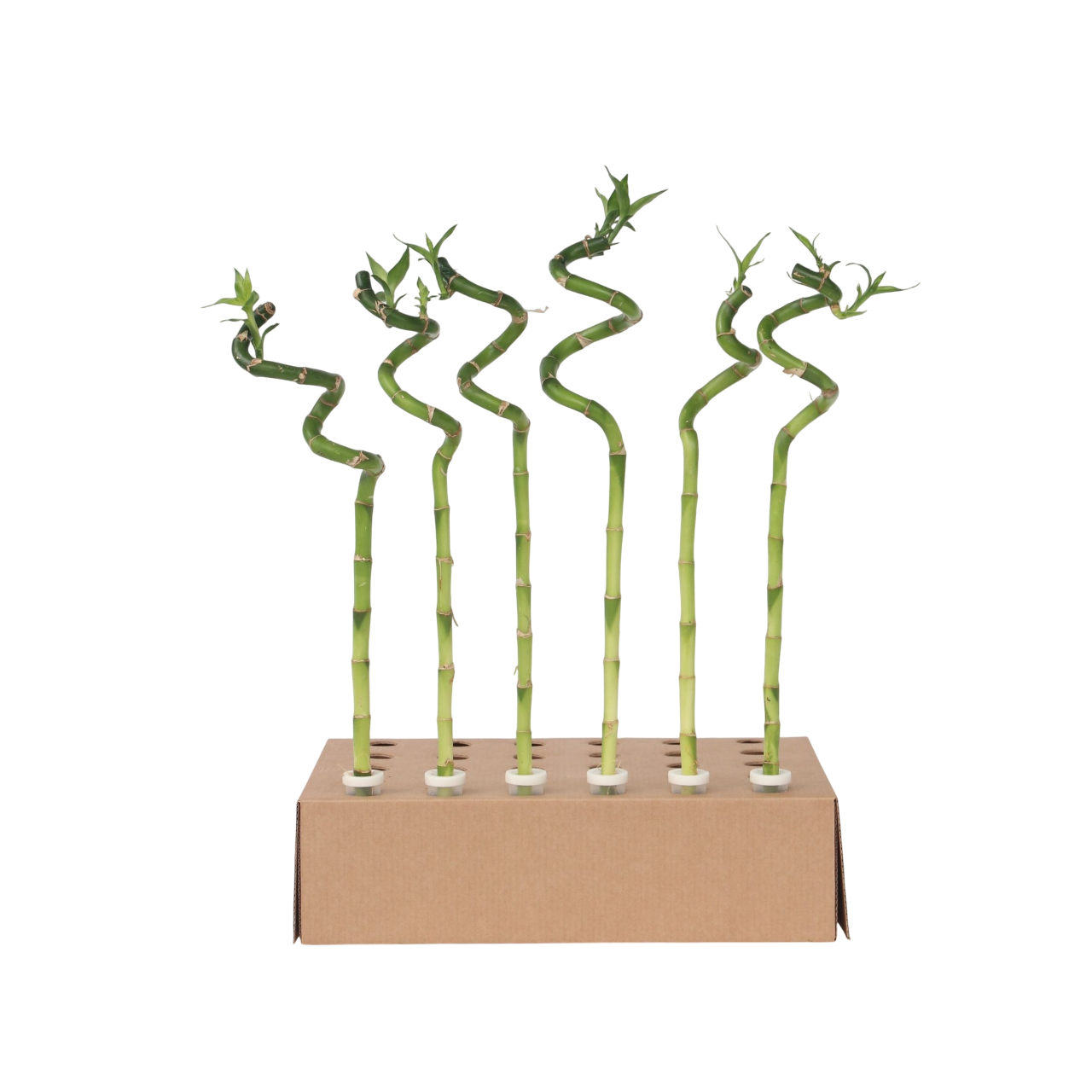 Dracena - 6 buc - Dracaena sanderiana - Înălţime 40-50cm - ⌀2cm