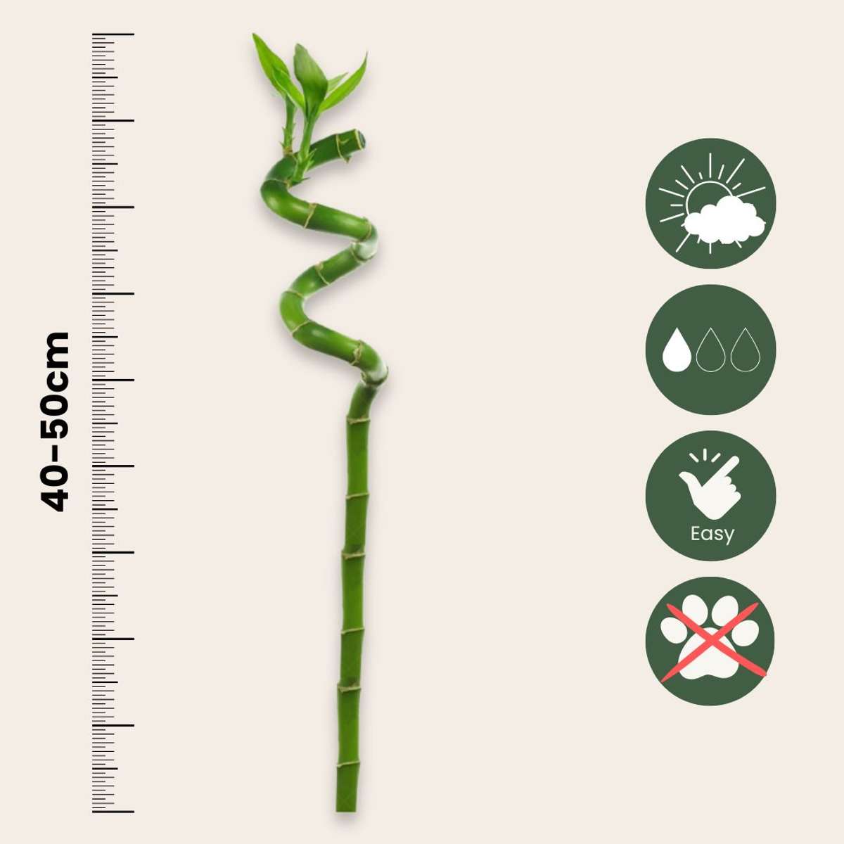 Dracena - 6 buc - Dracaena sanderiana - Înălţime 40-50cm - ⌀2cm