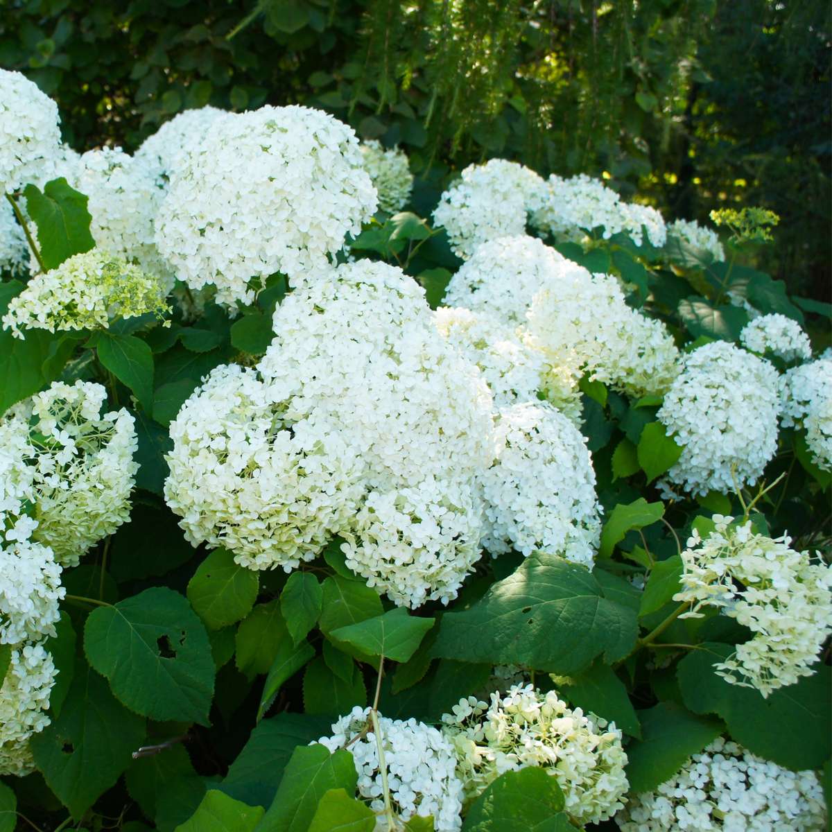 Hortensie - 3 buc - Hydrangea paniculata 'Silver Dollar' - În. 25-40cm - ⌀9cm