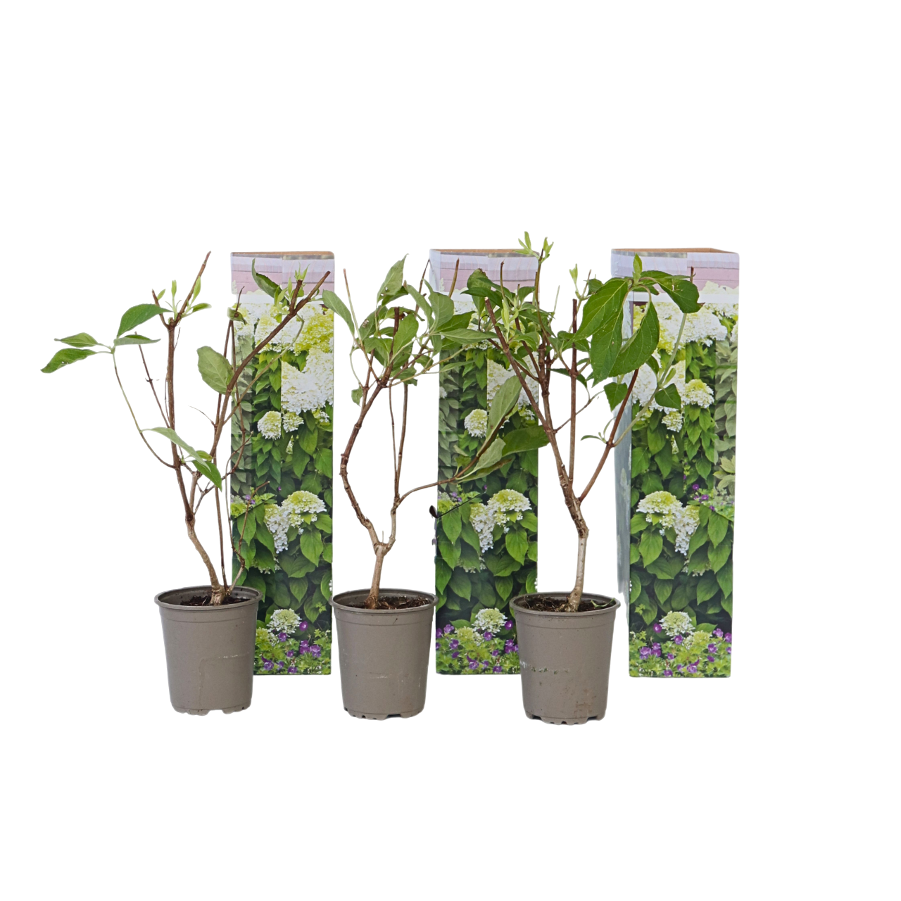 Hortensie - 3 buc - Hydrangea paniculata 'Silver Dollar' - În. 25-40cm - ⌀9cm