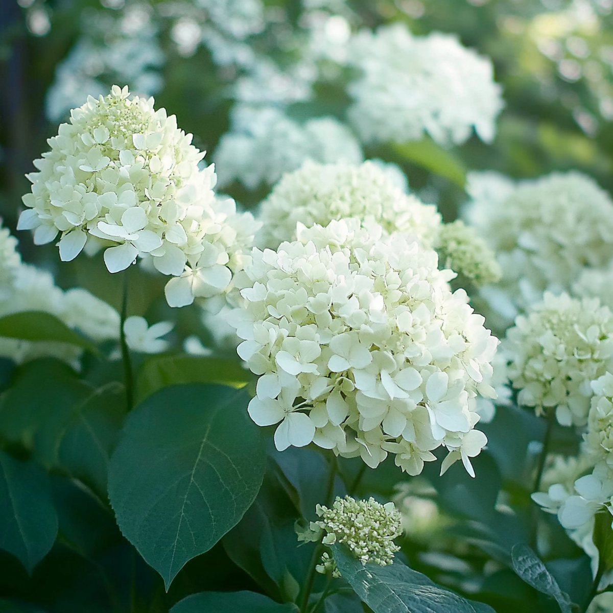 Hortensie - 3 buc - Hydrangea paniculata 'Silver Dollar' - În. 25-40cm - ⌀9cm