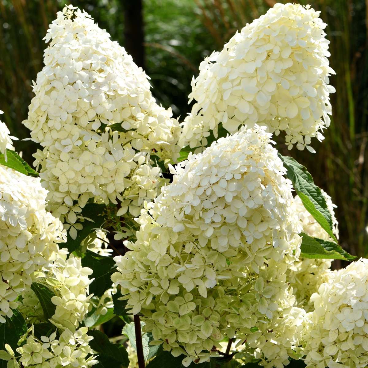 Hortensie - 3 buc - Hydrangea paniculata 'Phantom' - Înălţime 25-40cm - ⌀9cm