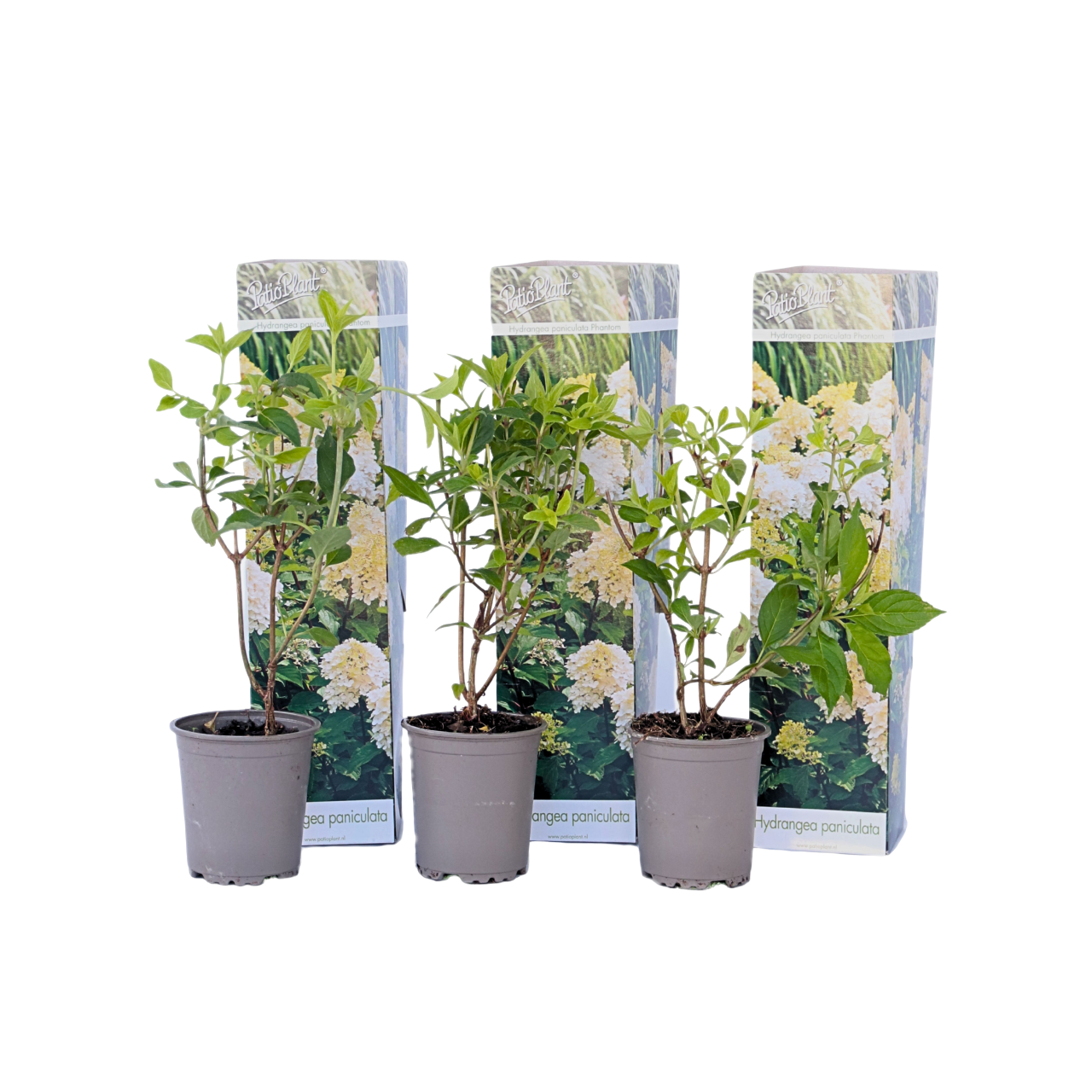 Hortensie - 3 buc - Hydrangea paniculata 'Phantom' - Înălţime 25-40cm - ⌀9cm