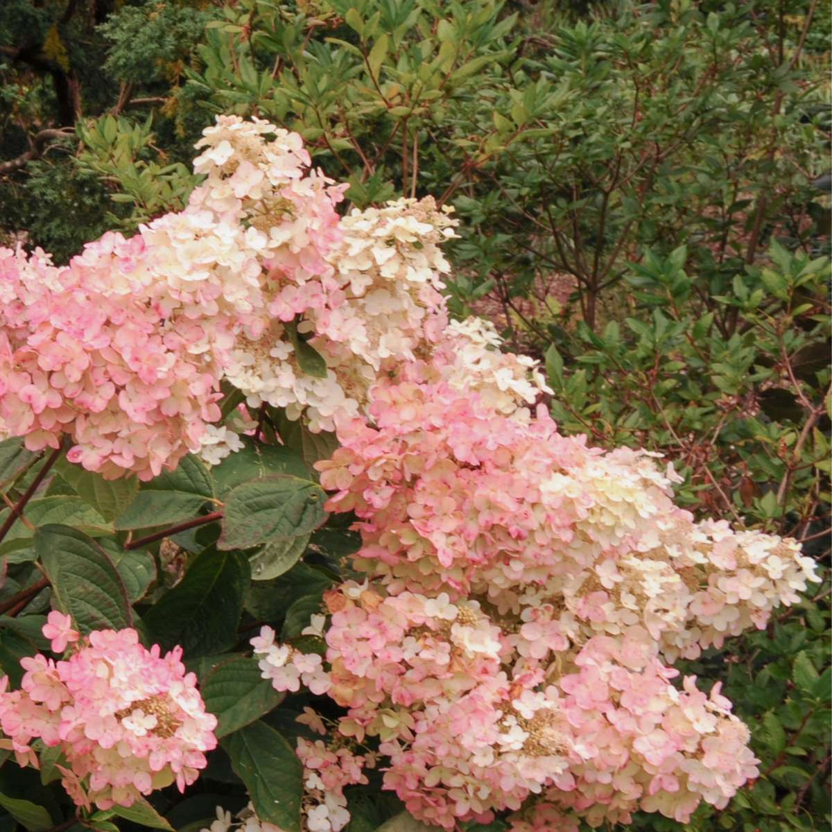 Hortensie - 3 buc - Hydrangea paniculata 'Pink Lady' - Înălţime 25-40cm - ⌀9cm