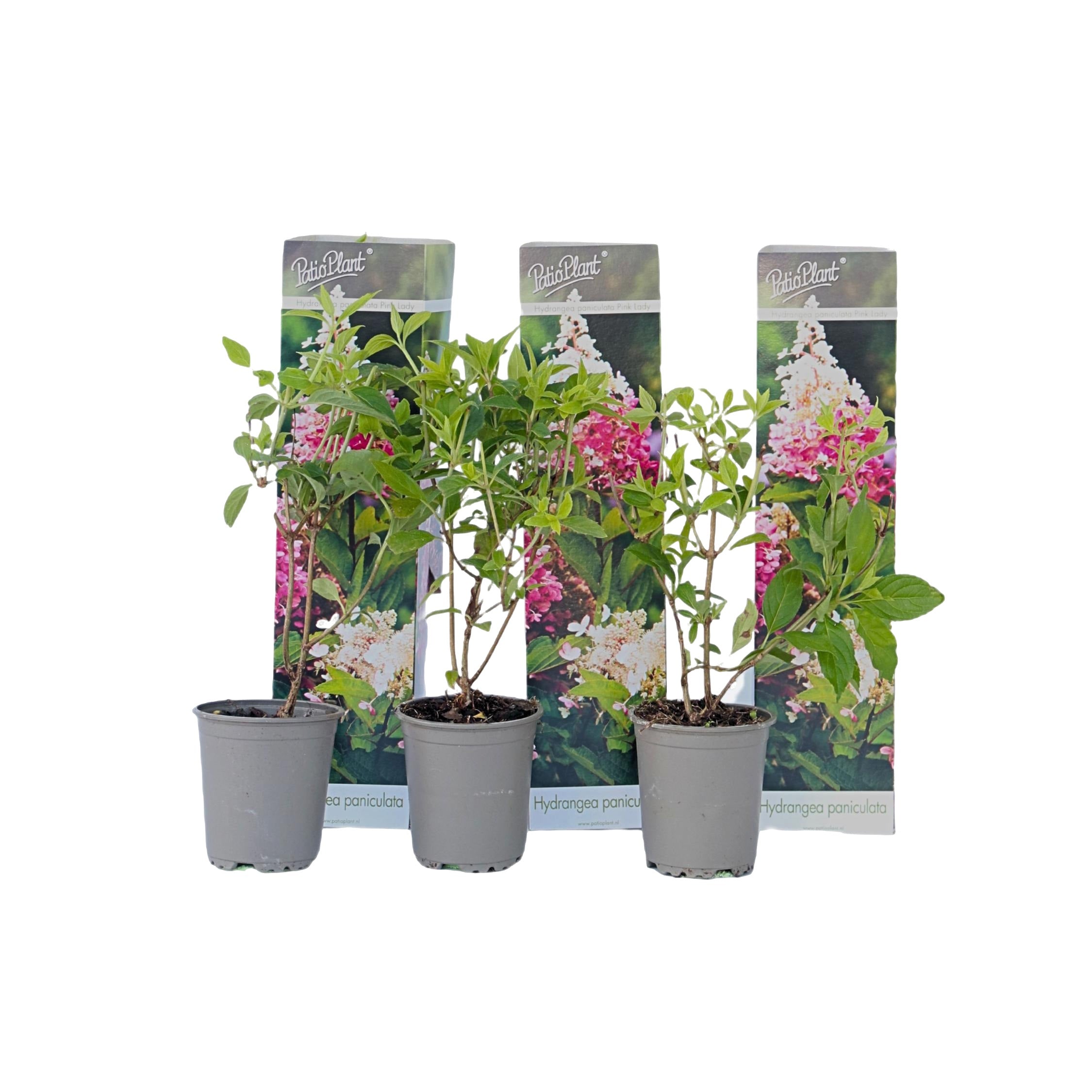 Hortensie - 3 buc - Hydrangea paniculata 'Pink Lady' - Înălţime 25-40cm - ⌀9cm