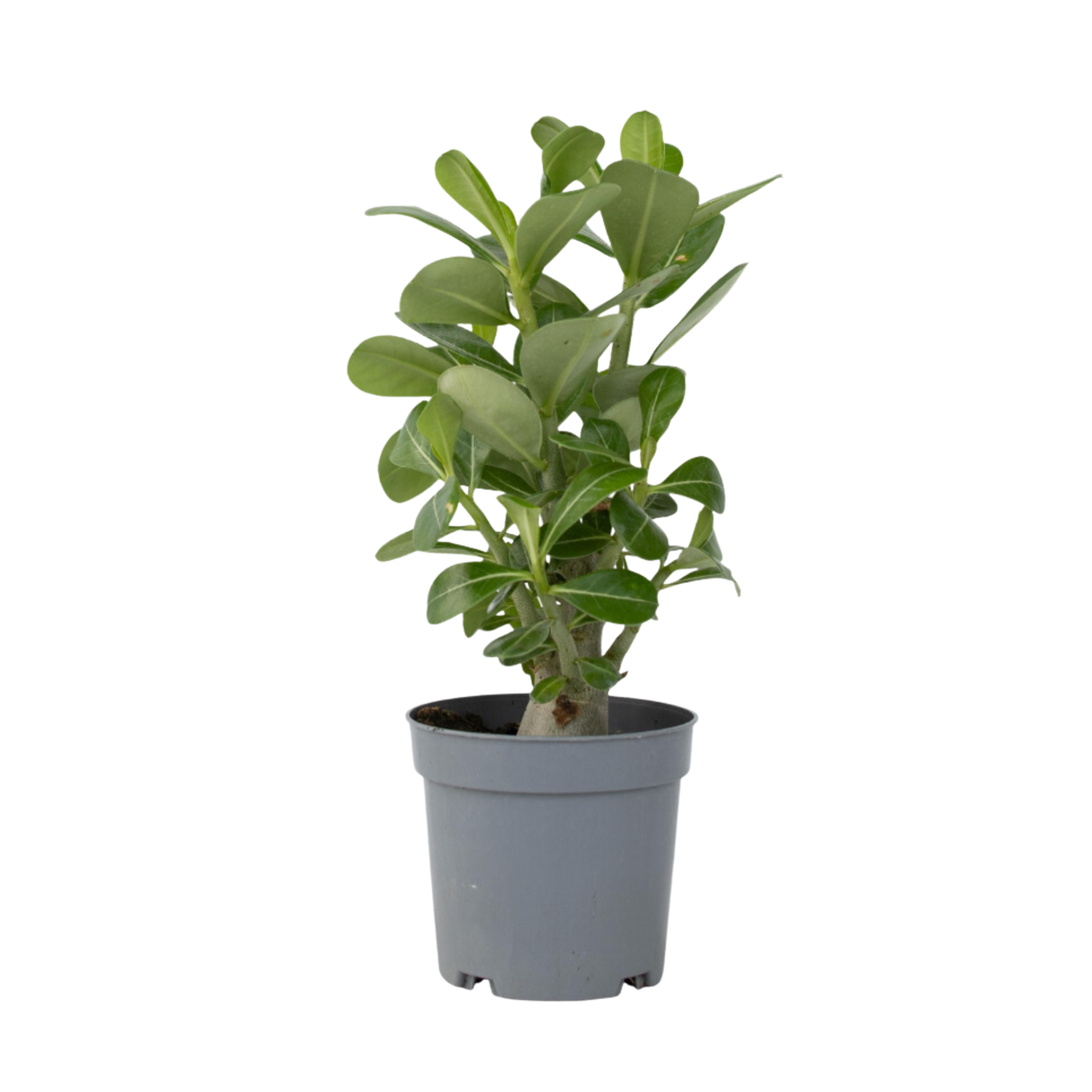 Trandafirul deșertului - Adenium obesum - Înălţime 25-40cm - ⌀11cm