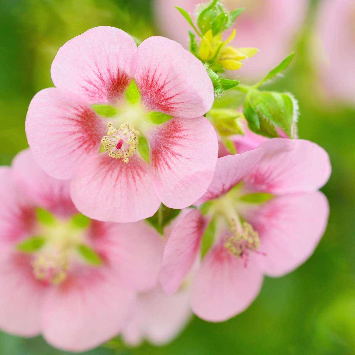 Trandafir de sud - 6 buc - Anisodontea capensis 'El Rayo' - În. 25-40cm - ⌀9cm