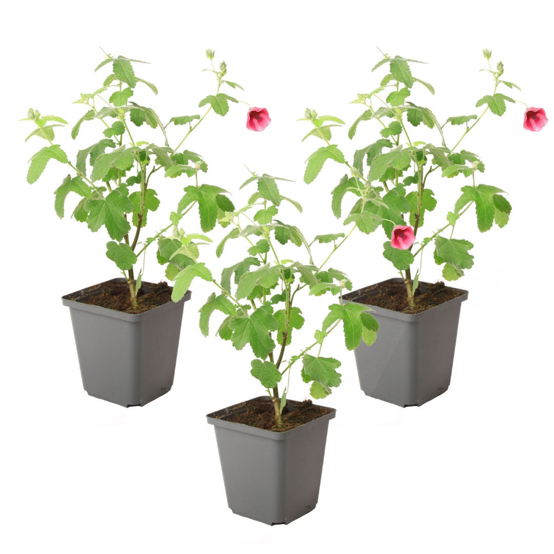 Trandafir de sud - 3 buc - Anisodontea capensis 'El Rayo' - În. 25-40cm - ⌀9cm