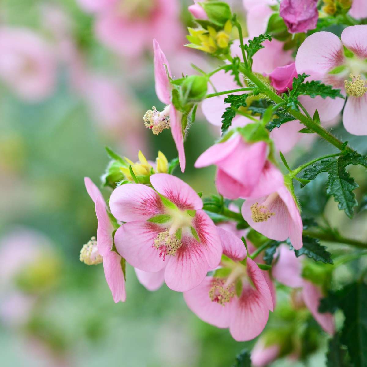 Trandafir de sud - 6 buc - Anisodontea capensis 'El Rayo' - În. 25-40cm - ⌀9cm
