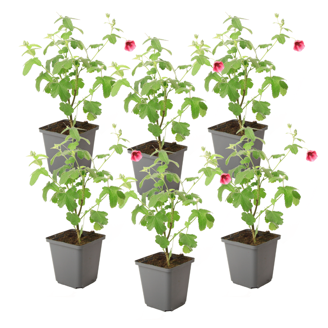 Trandafir de sud - 6 buc - Anisodontea capensis 'El Rayo' - În. 25-40cm - ⌀9cm