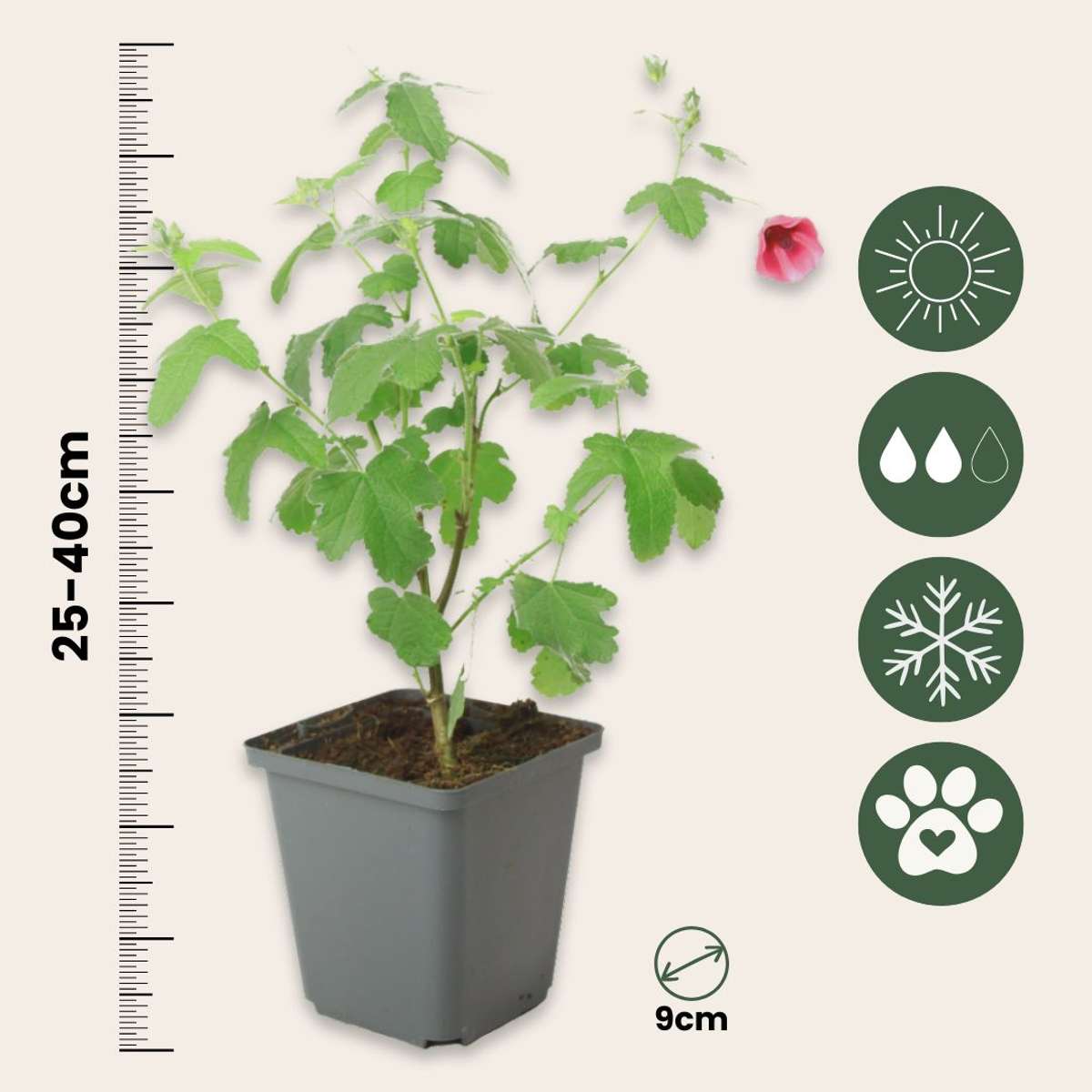 Trandafir de sud - 6 buc - Anisodontea capensis 'El Rayo' - În. 25-40cm - ⌀9cm