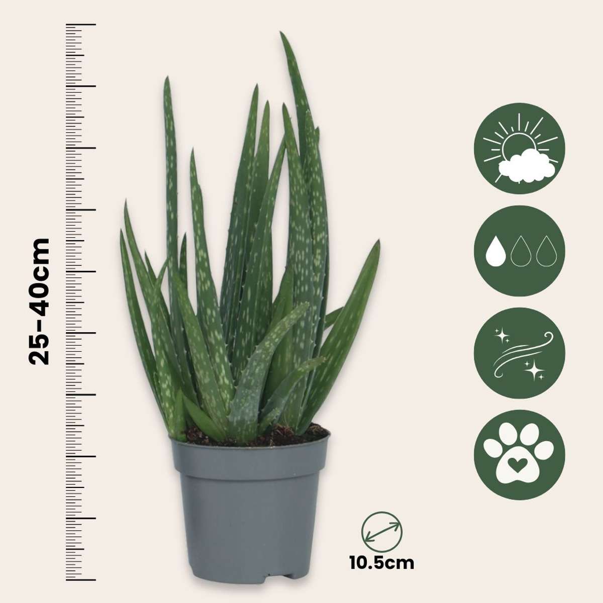 Planta de aloe vera - Aloe barbadensis - Inaltime 25-40cm - ⌀10,5cm