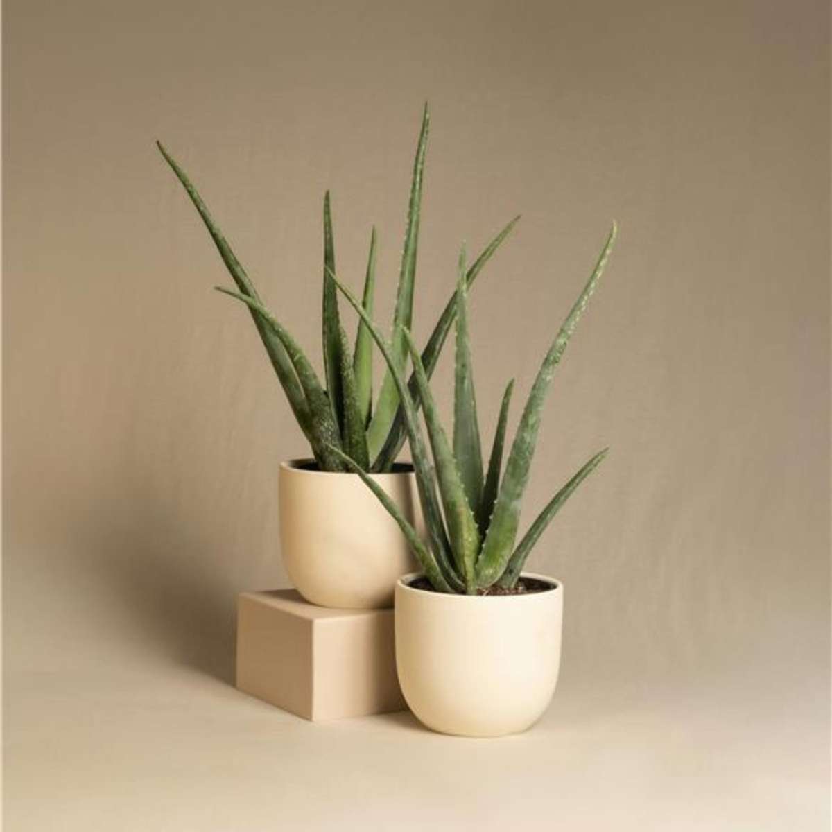 Planta de aloe vera - 3 buc - Aloe barbadensis - Înălţime 25-40cm - ⌀11cm