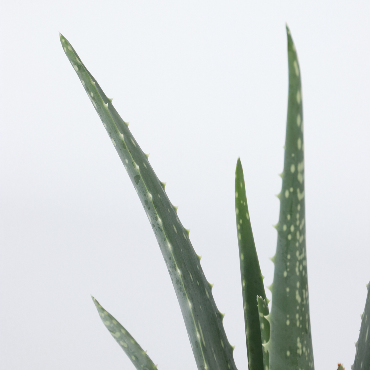 Planta de aloe vera - 3 buc - Aloe barbadensis - Înălţime 25-40cm - ⌀11cm
