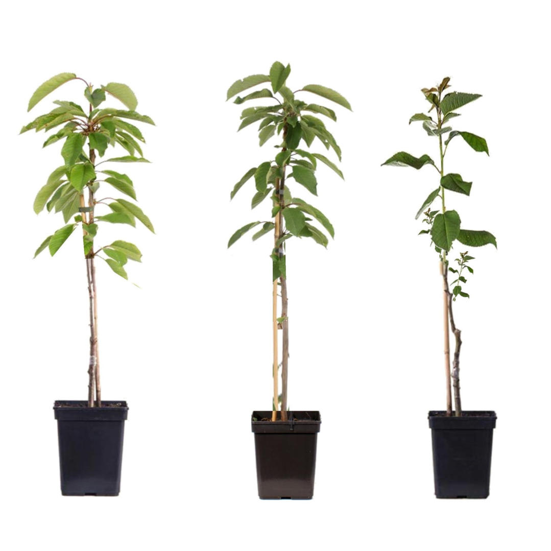 Măr - 3 buc - Malus - Înălţime 60-70cm - ⌀9cm