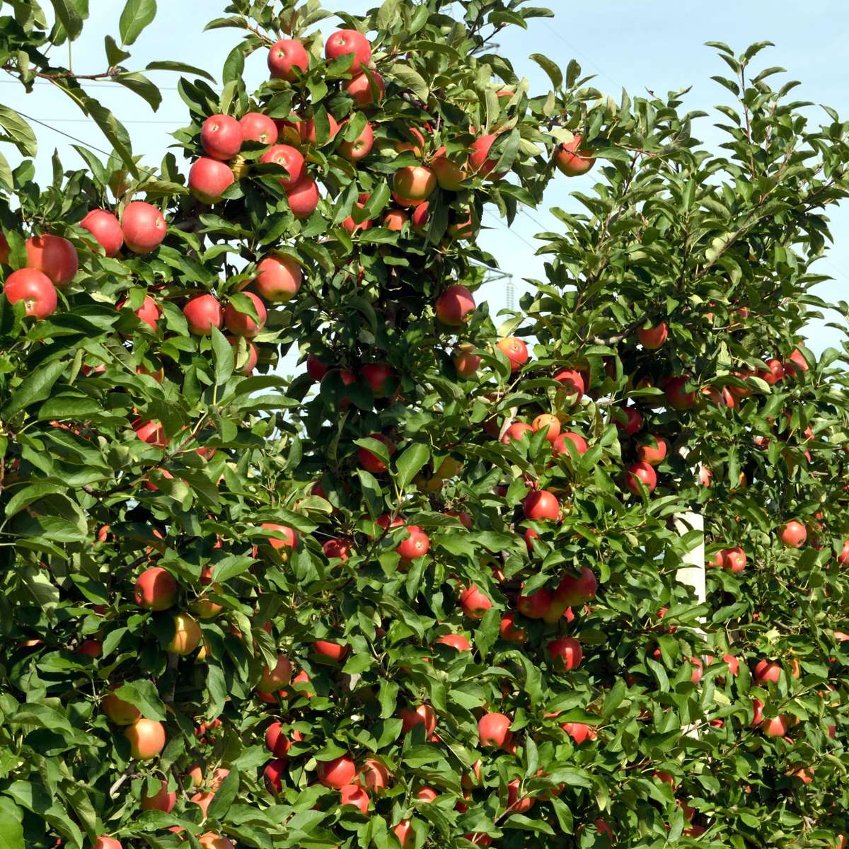 Măr - 6 buc - Malus - Înălţime 60-70cm - ⌀9cm