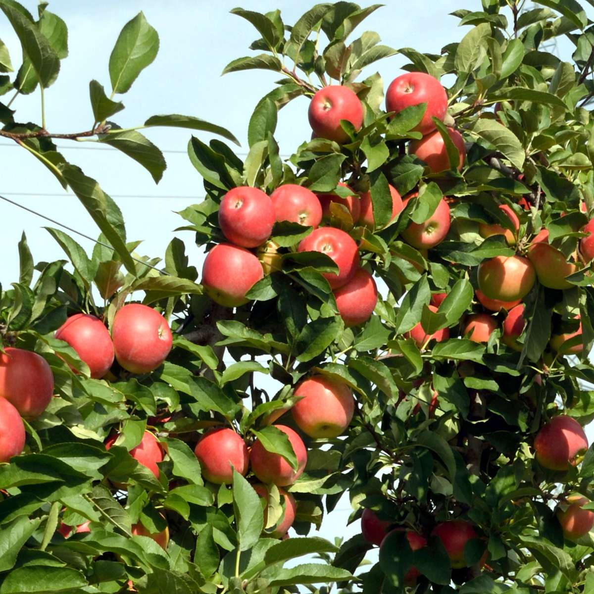 Măr - 6 buc - Malus - Înălţime 60-70cm - ⌀9cm