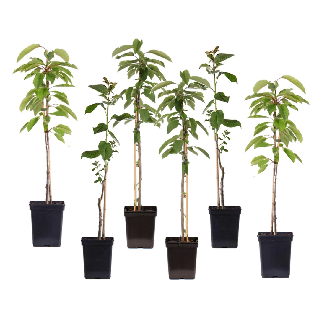 Măr - 6 buc - Malus - Înălţime 60-70cm - ⌀9cm