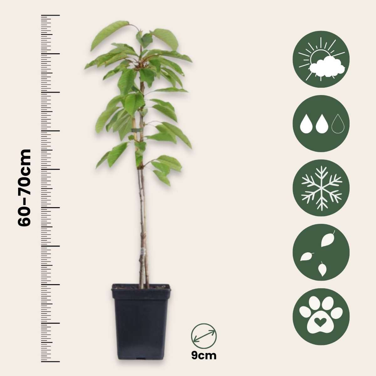 Măr - 6 buc - Malus - Înălţime 60-70cm - ⌀9cm