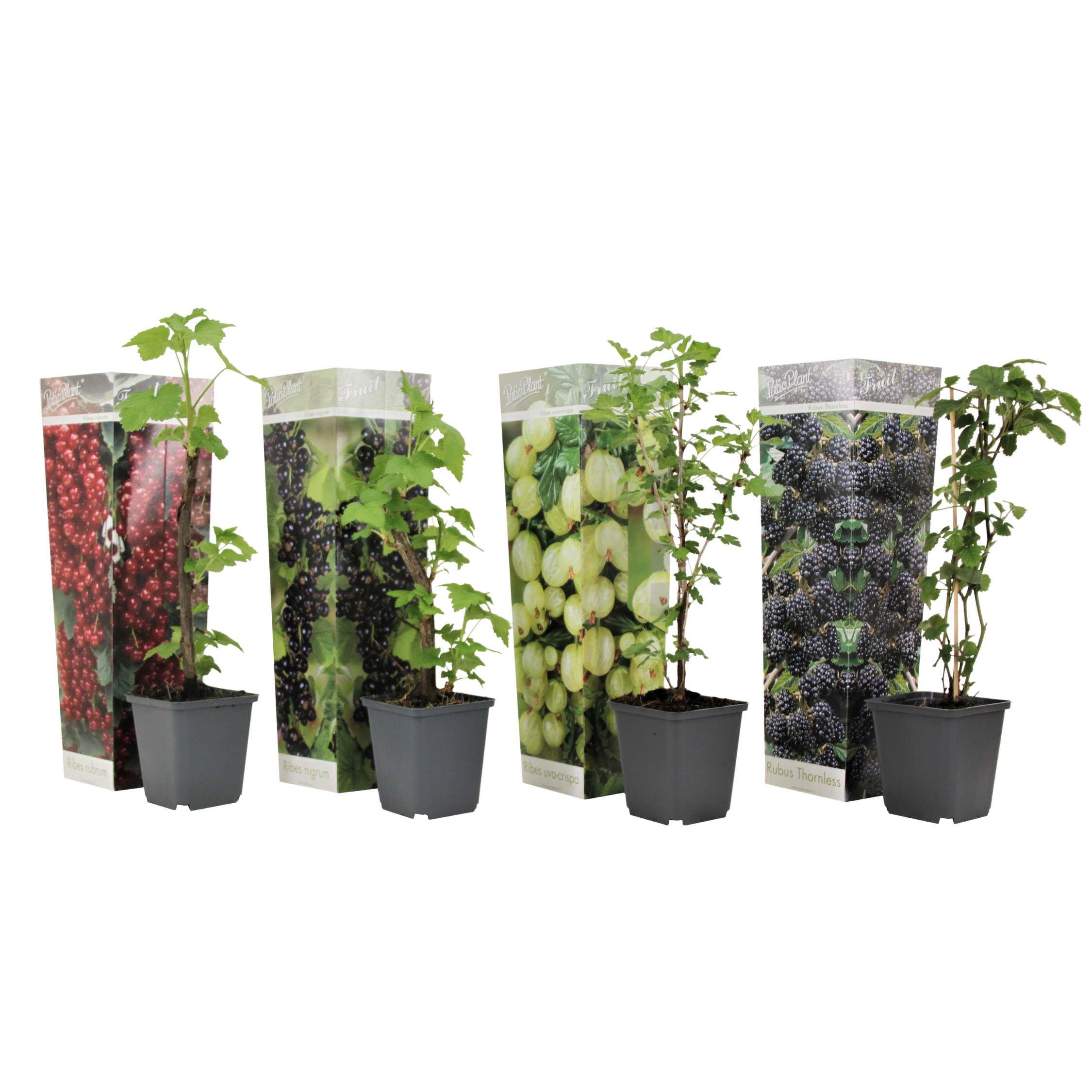 Mix de fructe de pădure - 4 buc - Înălţime 25-40cm - ⌀9cm