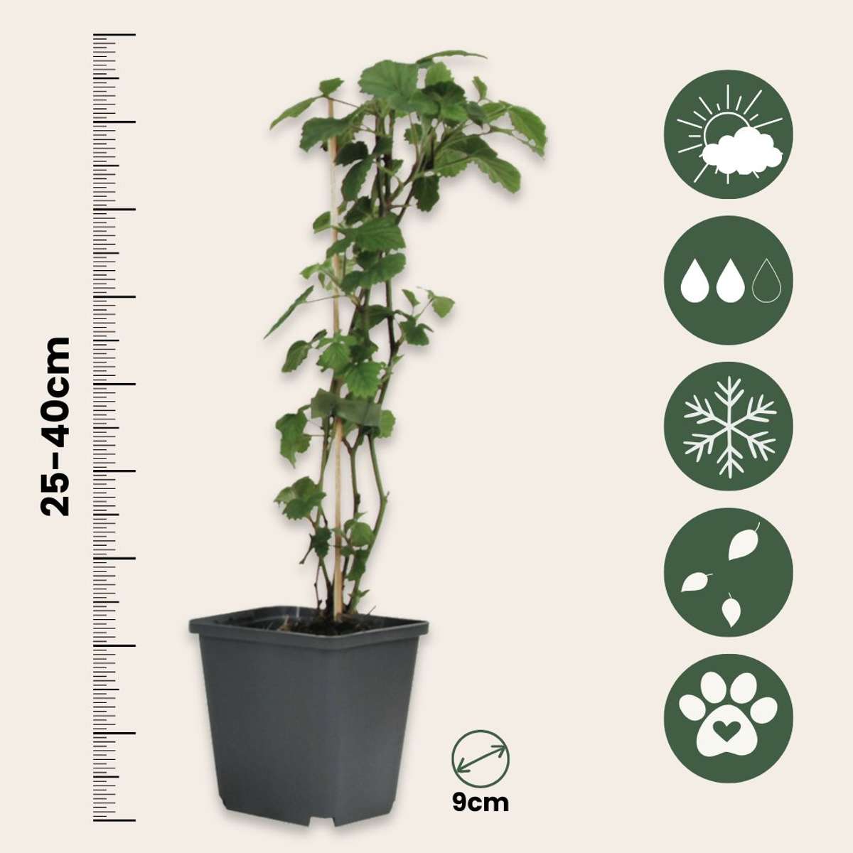 Mix de fructe de pădure - 4 buc - Înălţime 25-40cm - ⌀9cm
