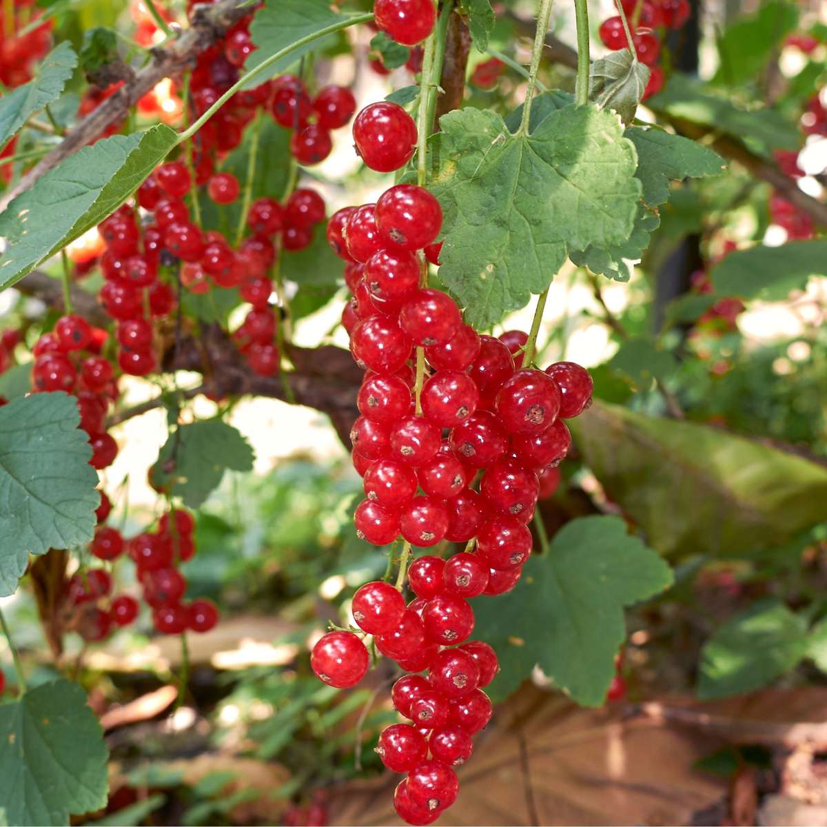 Mix de fructe de pădure - 4 buc - Înălţime 25-40cm - ⌀9cm