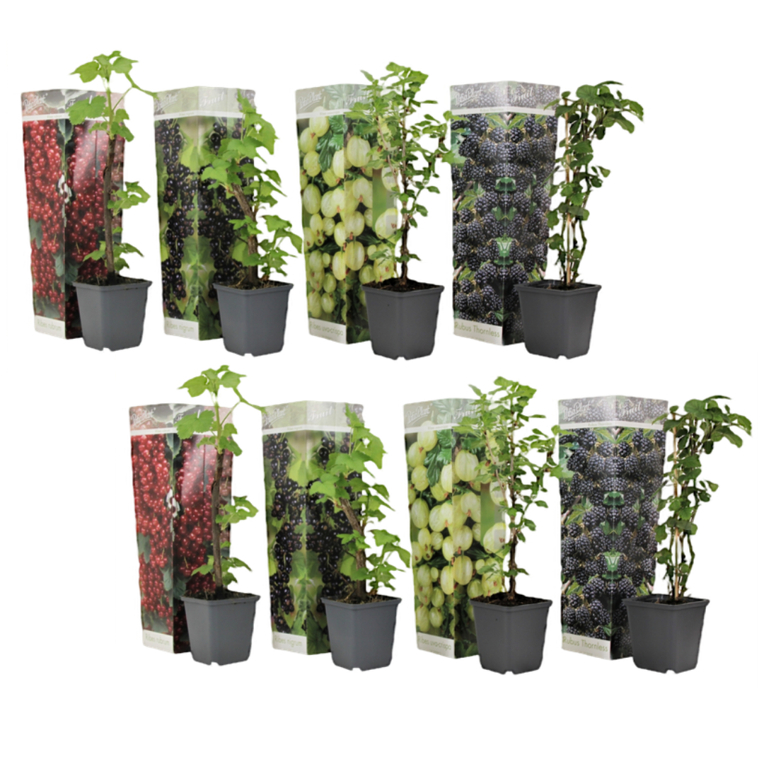 Mix de fructe de pădure - 8 buc - Înălţime 25-40cm - ⌀9cm