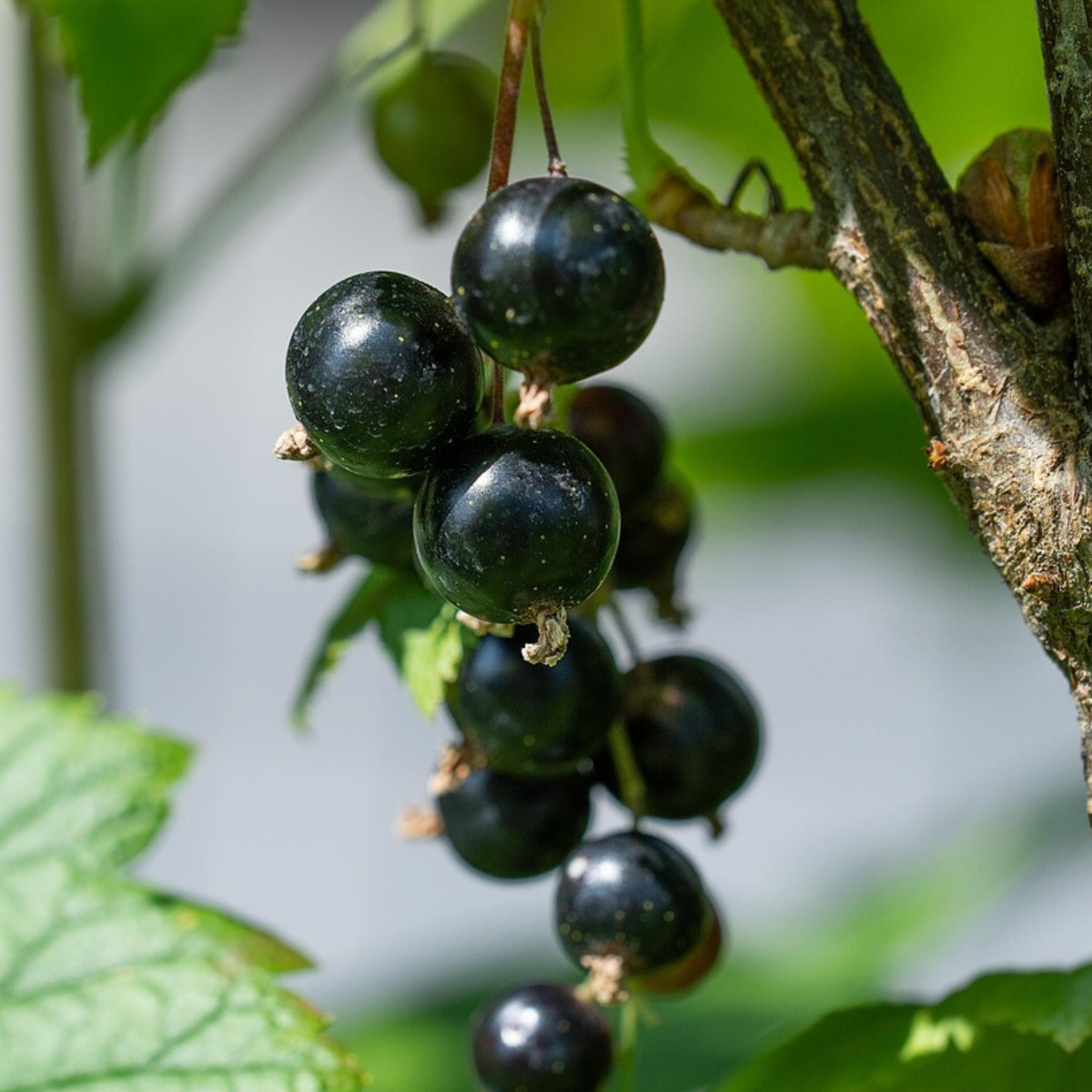 Coacăz negru - 3 buc. - Ribes Nigrum - Înălţime 25-40cm - ⌀9cm