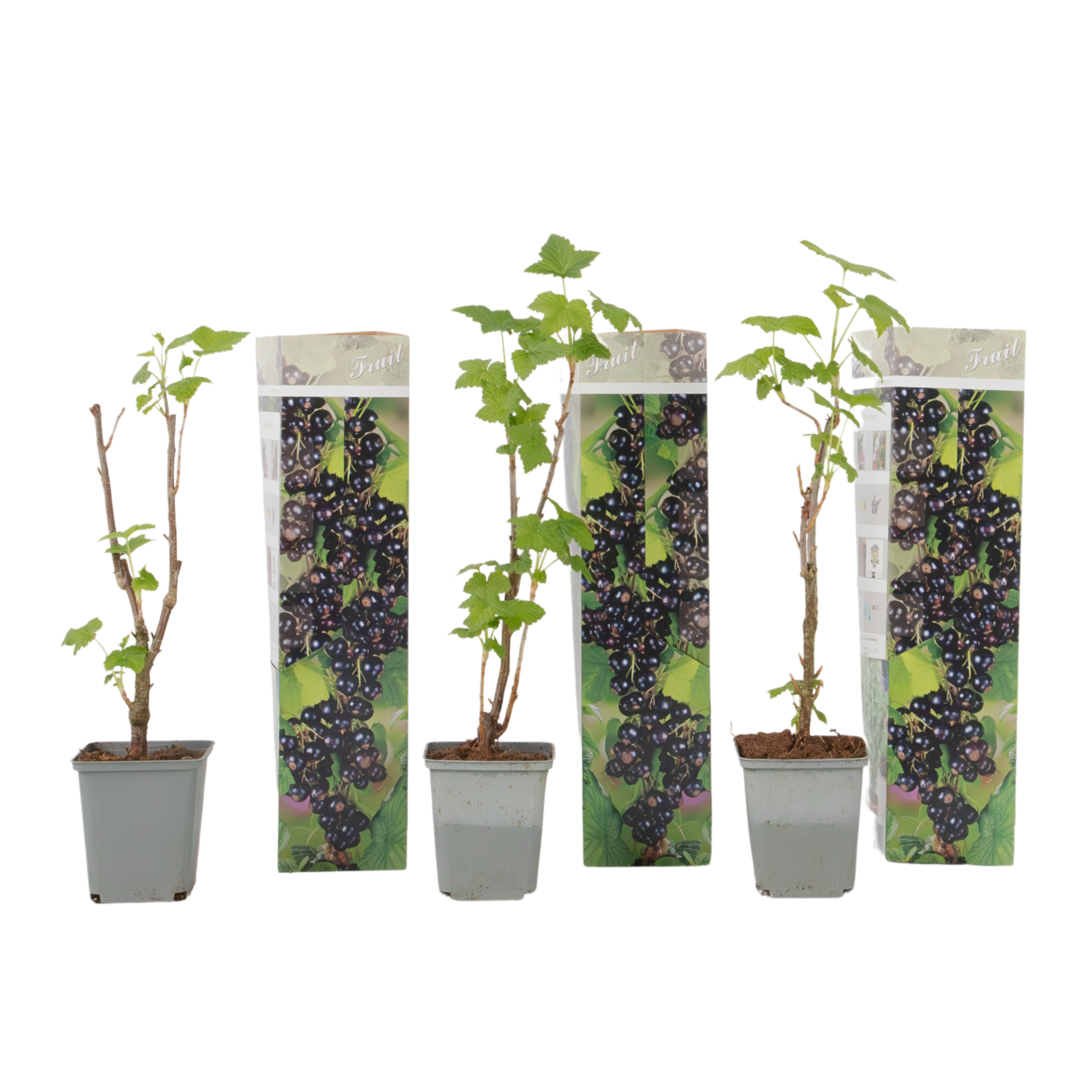 Coacăz negru - 3 buc. - Ribes Nigrum - Înălţime 25-40cm - ⌀9cm