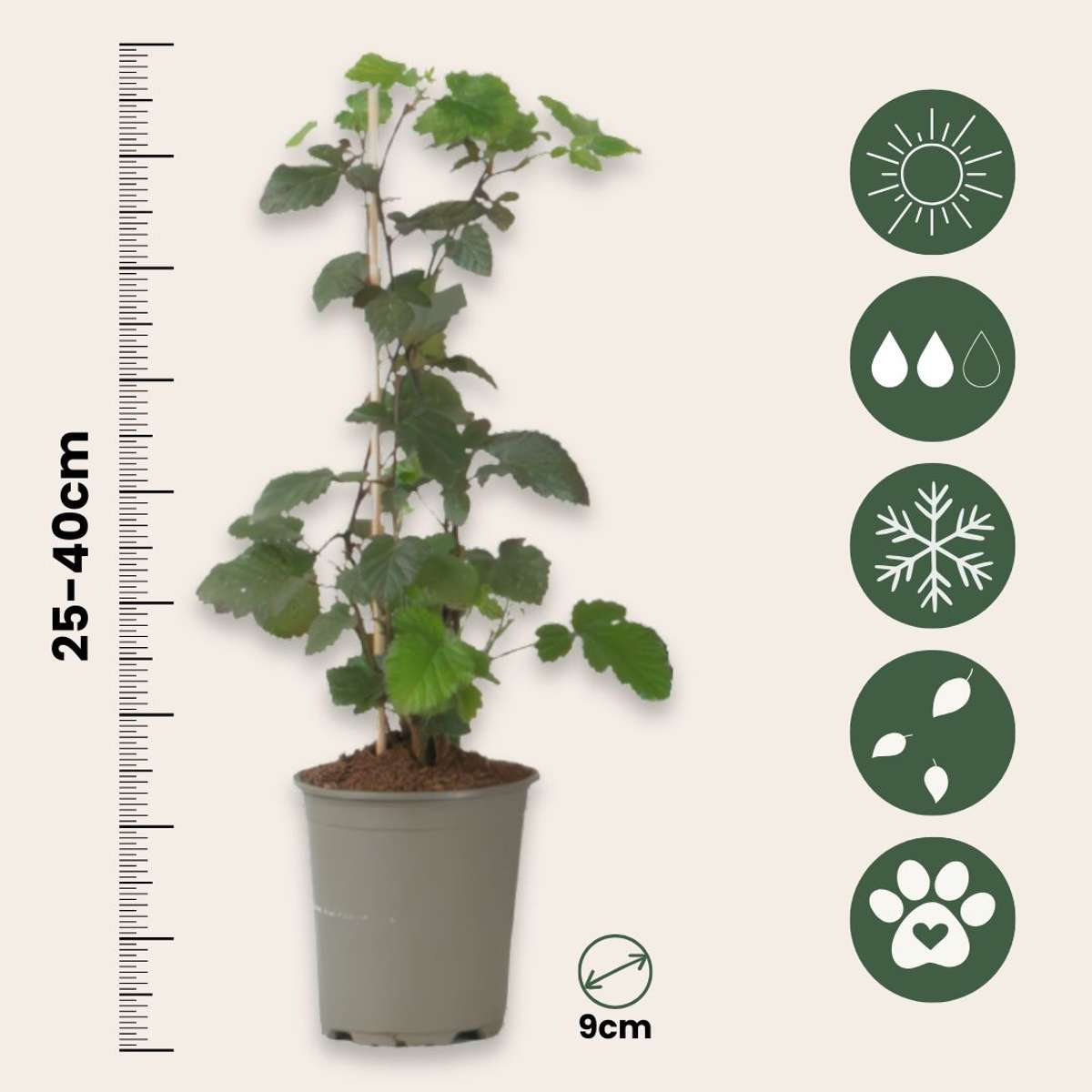 Mur - 3 buc. - Rubus Thornless - Înălţime 25-40cm - ⌀9cm