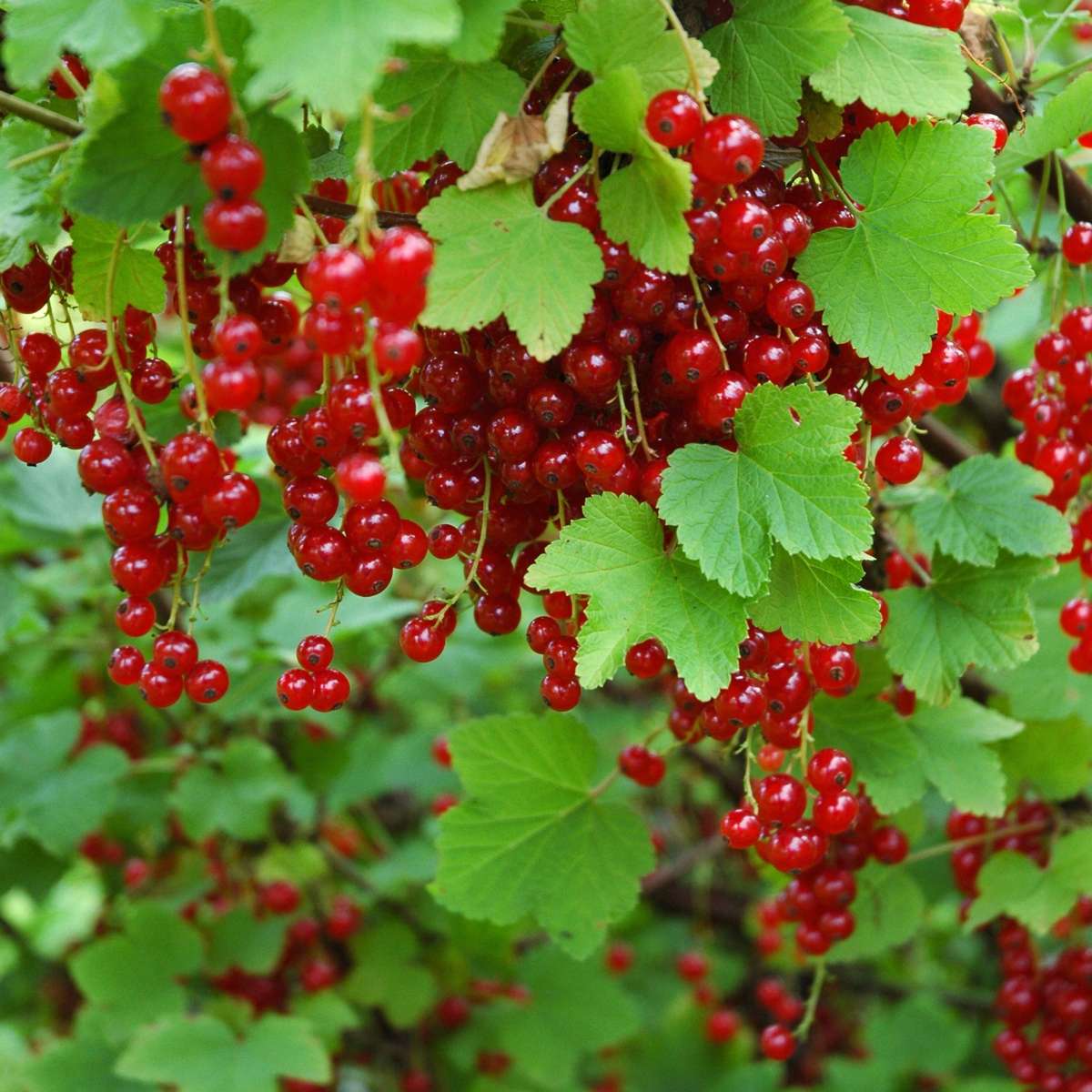 Coacăz roșu - 3 buc. - Ribes rubrum - Înălţime 25-40cm - ⌀9cm
