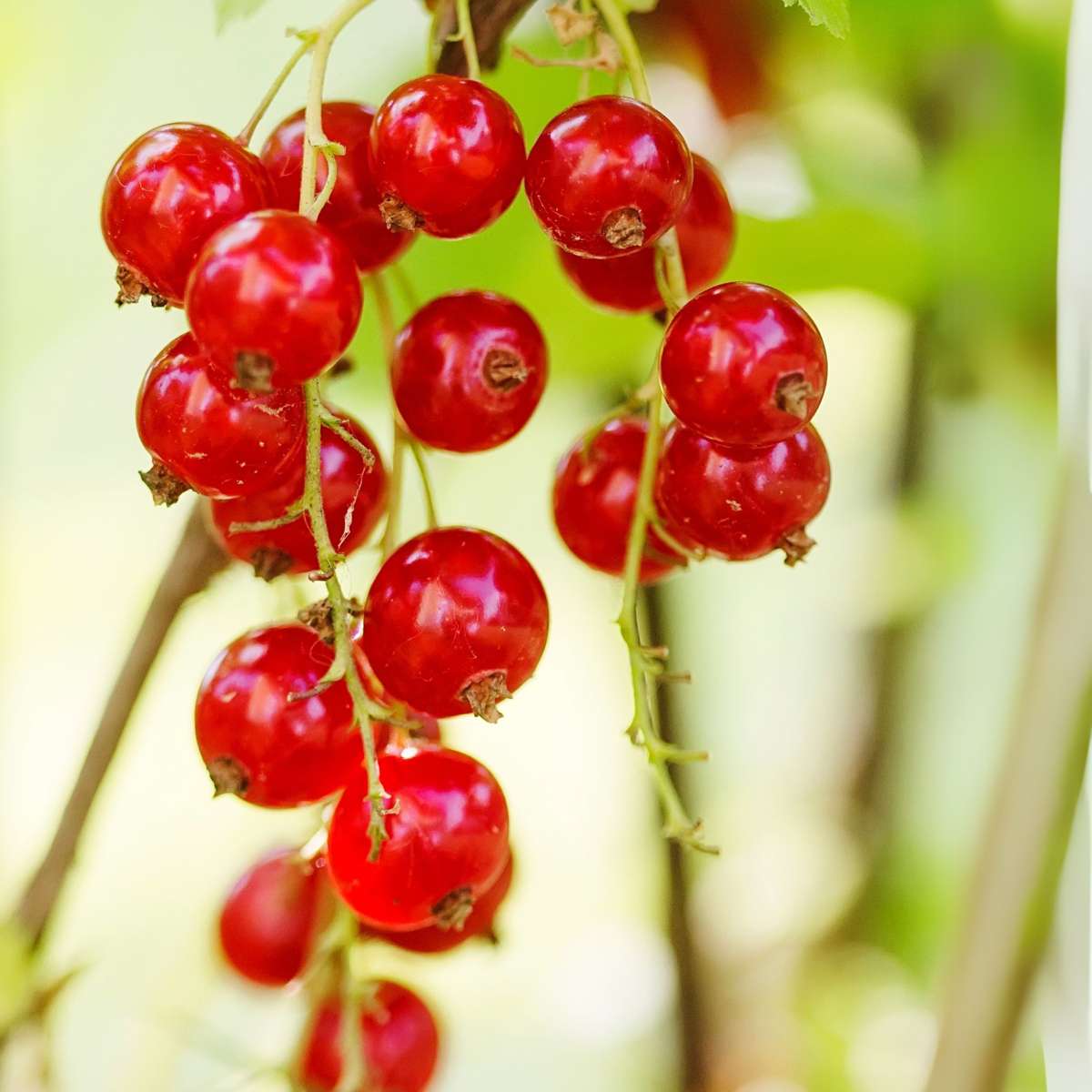 Coacăz roșu - 3 buc. - Ribes rubrum - Înălţime 25-40cm - ⌀9cm