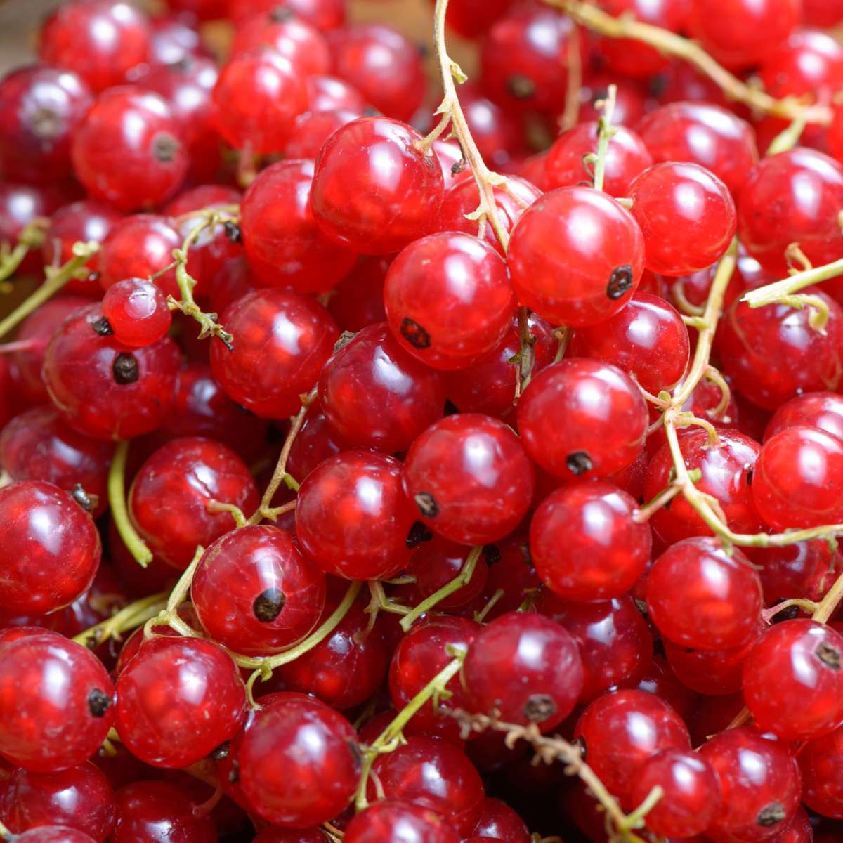 Coacăz roșu - 3 buc. - Ribes rubrum - Înălţime 25-40cm - ⌀9cm